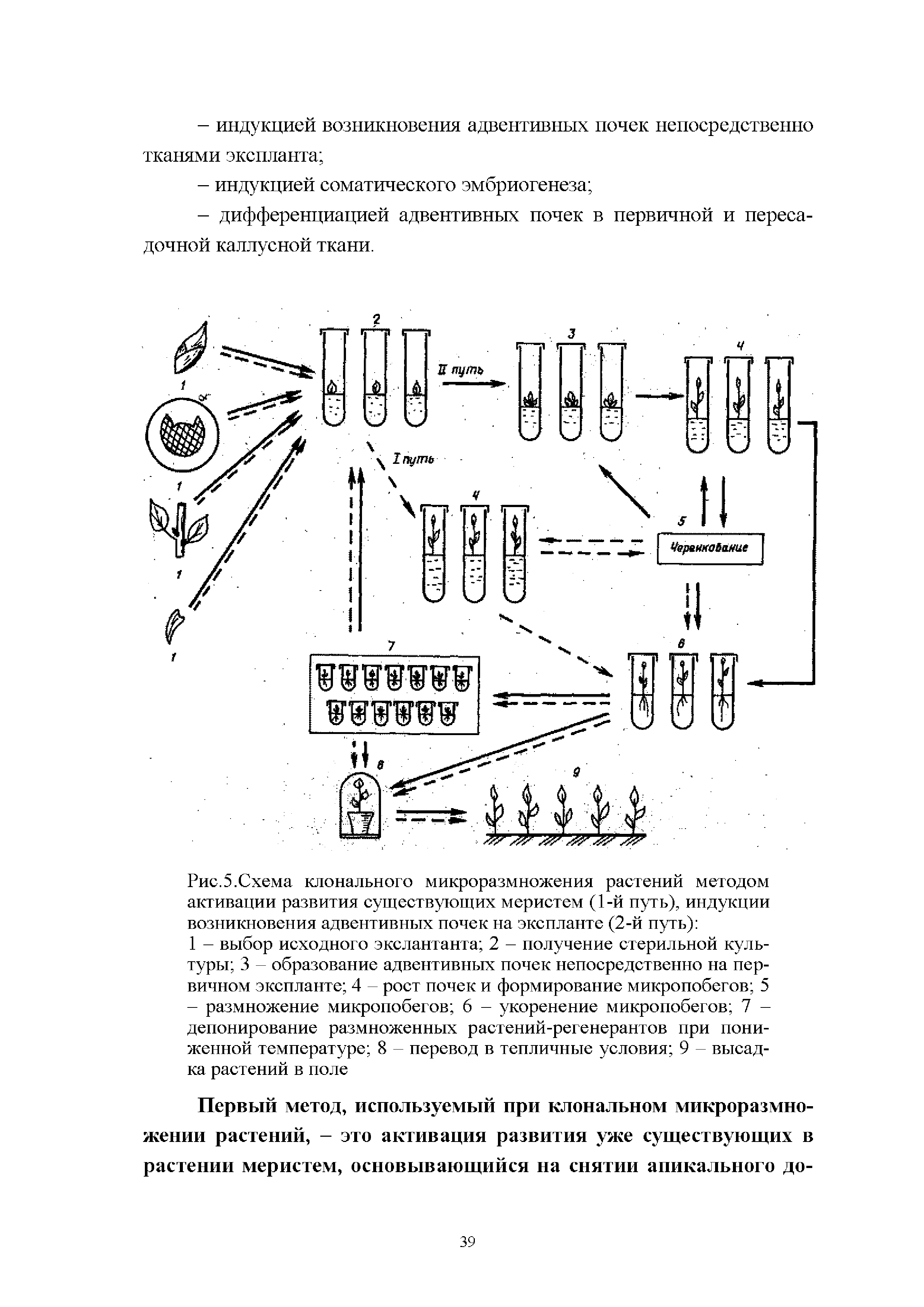 Рис.5.Схема клонального микроразмножения растений методом активации развития существующих меристем (1-й путь), индукции возникновения адвентивных почек на экспланте (2-й путь) ...