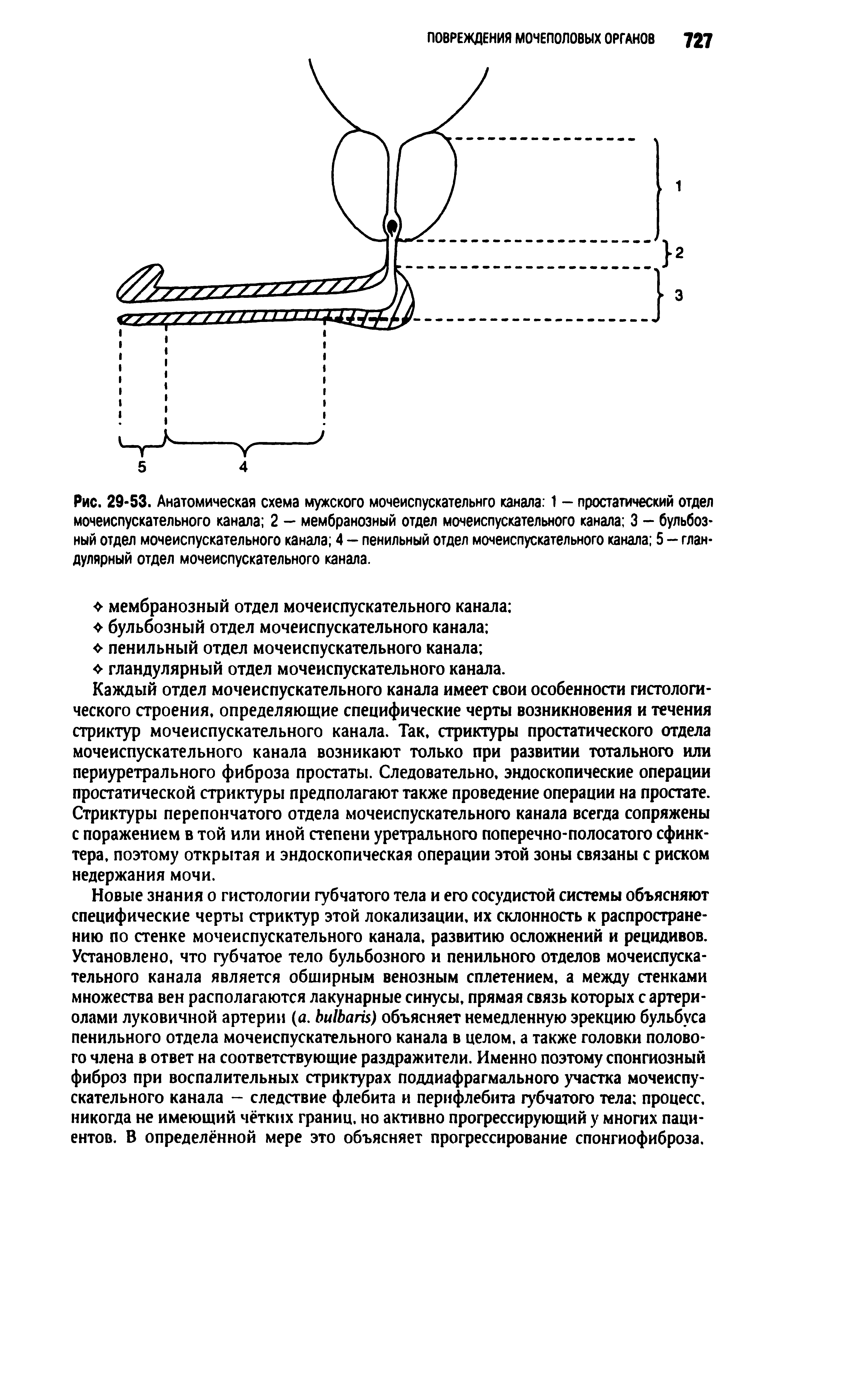 Рис. 29-53. Анатомическая схема мужского мочеиспускательнго канала 1 - простатический отдел мочеиспускательного канала 2 — мембранозный отдел мочеиспускательного канала 3 - бульбоз-ный отдел мочеиспускательного канала 4 - пенильный отдел мочеиспускательного канала 5 - гландулярный отдел мочеиспускательного канала.