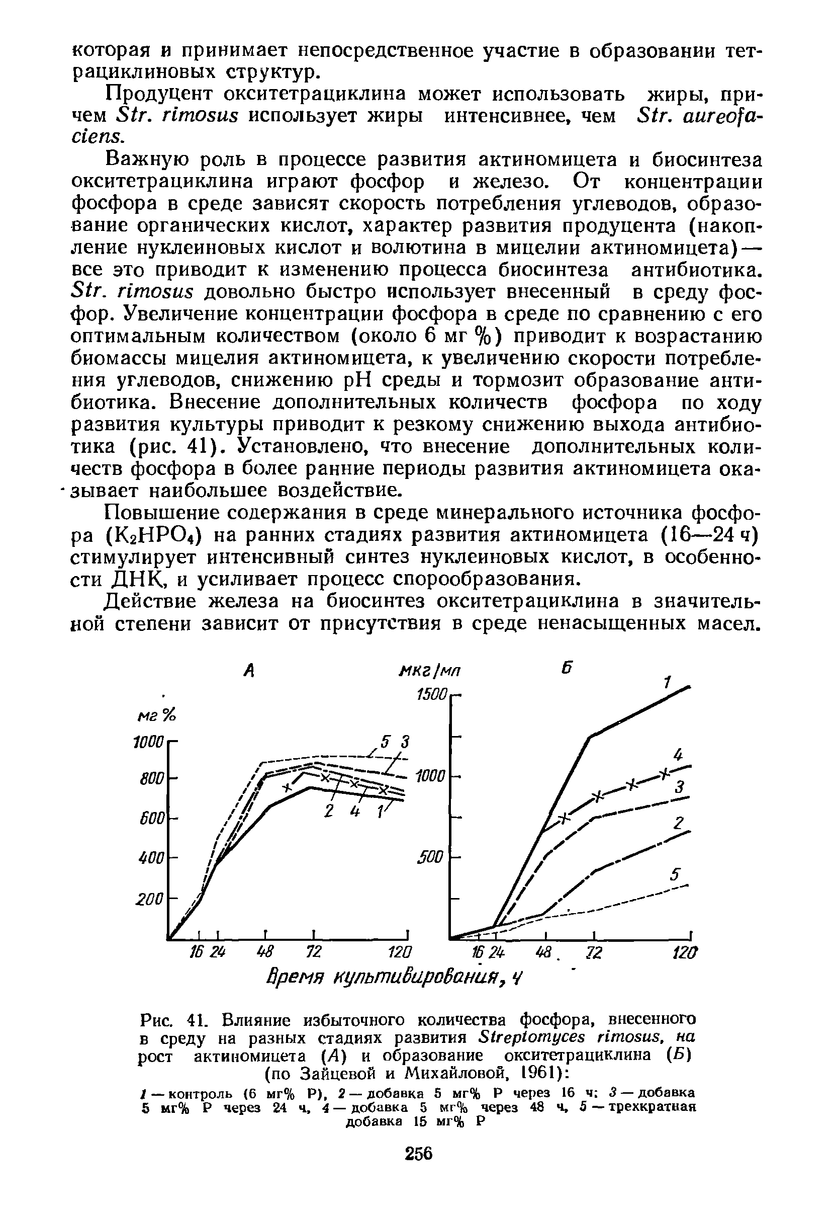 Рис. 41. Влияние избыточного количества фосфора, внесенного в среду на разных стадиях развития 51гер1отусез птозиз, на рост актиномицета (Л) и образование окситетрациклина (Б) (по Зайцевой и Михайловой, 1961) ...