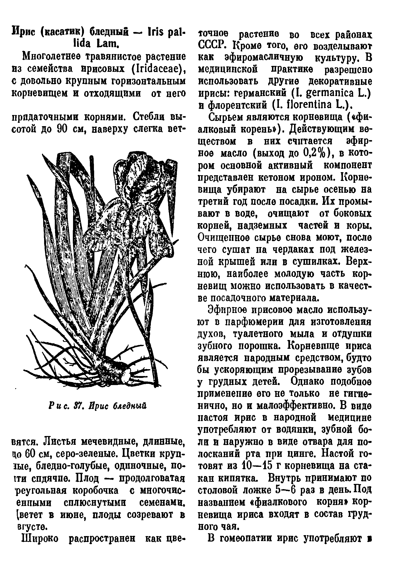 Рис. 37. Ирис бледный вятся. Листья мечевидные, длинные, цо 60 см, серо-зеленые. Цветки круп-тые, бледно-голубые, одиночные, пони спдячпе. Плод — продолговатая реугольная коробочка с многочис-енпыми сплюснутыми семенами, (ветет в июне, плоды созревают в вгусте.