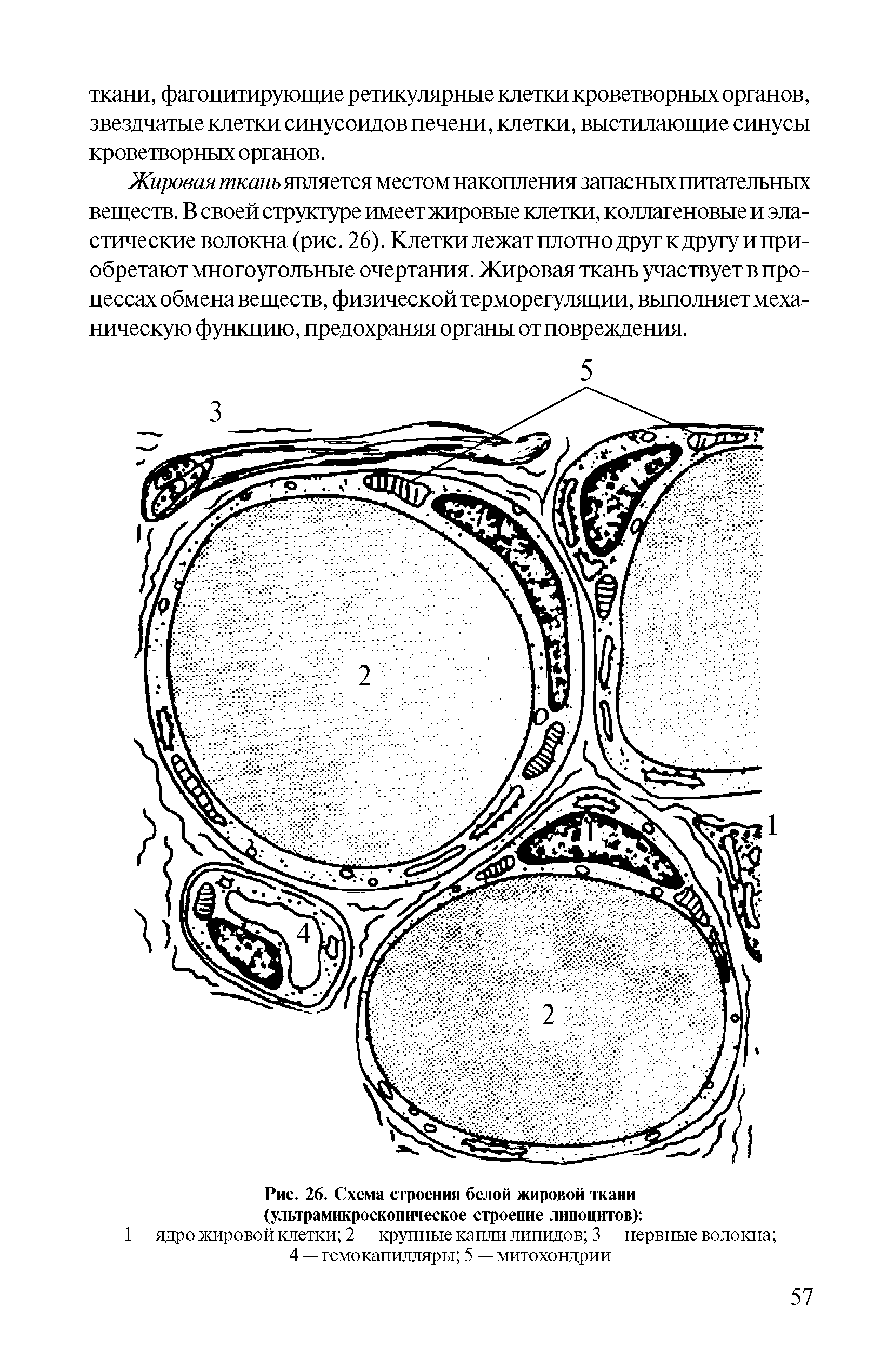 Рис. 26. Схема строения белой жировой ткани (ультрамикроскопическое строение липоцитов) ...