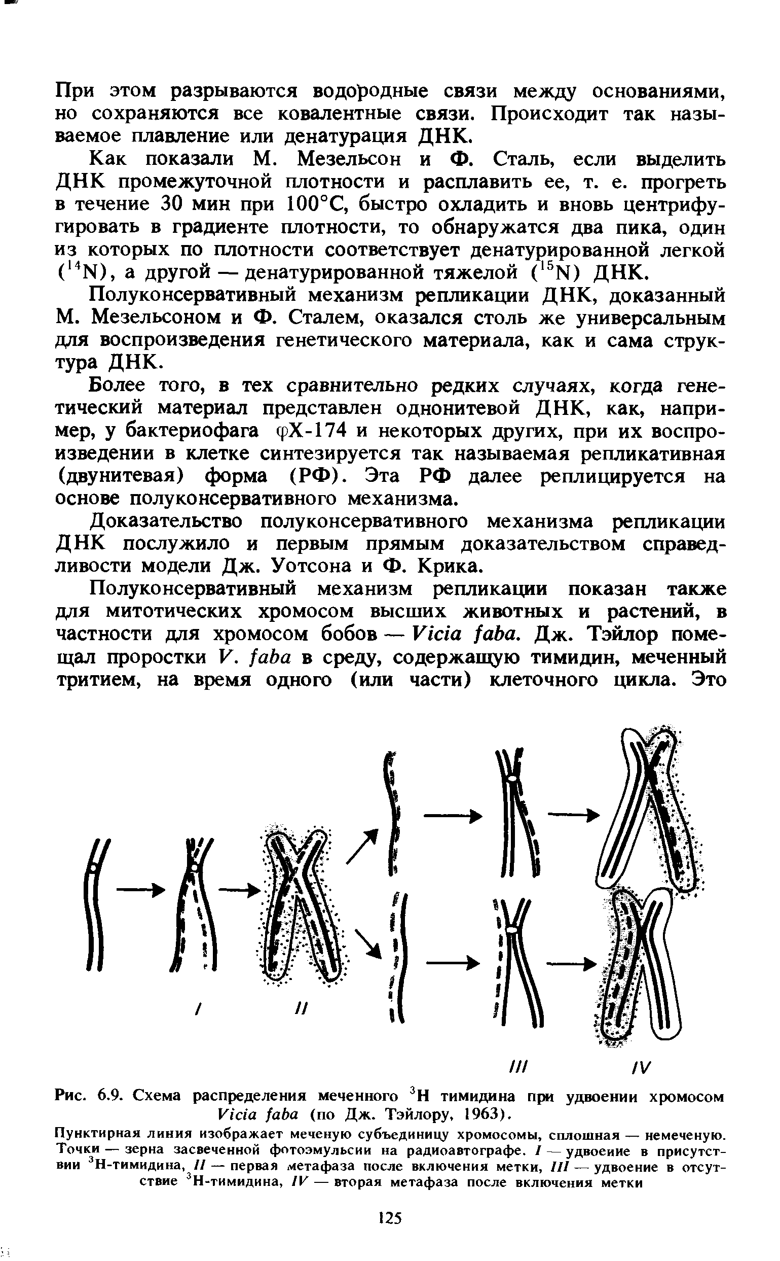 Рис. 6.9. Схема распределения меченного 3Н тимидина при удвоении хромосом V (по Дж. Тэйлору 1963).