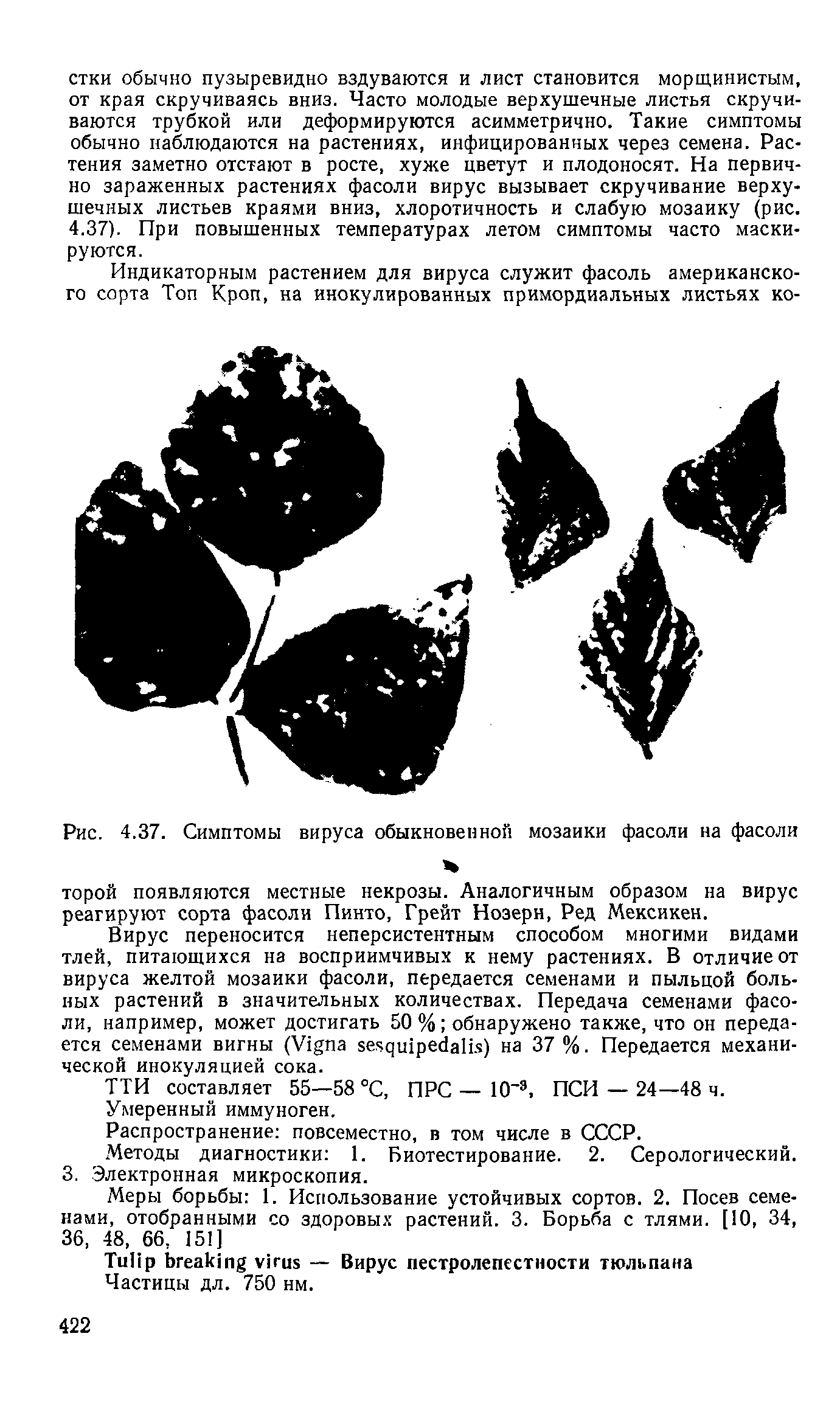 Рис. 4.37. Симптомы вируса обыкновенной мозаики фасоли на фасоли...