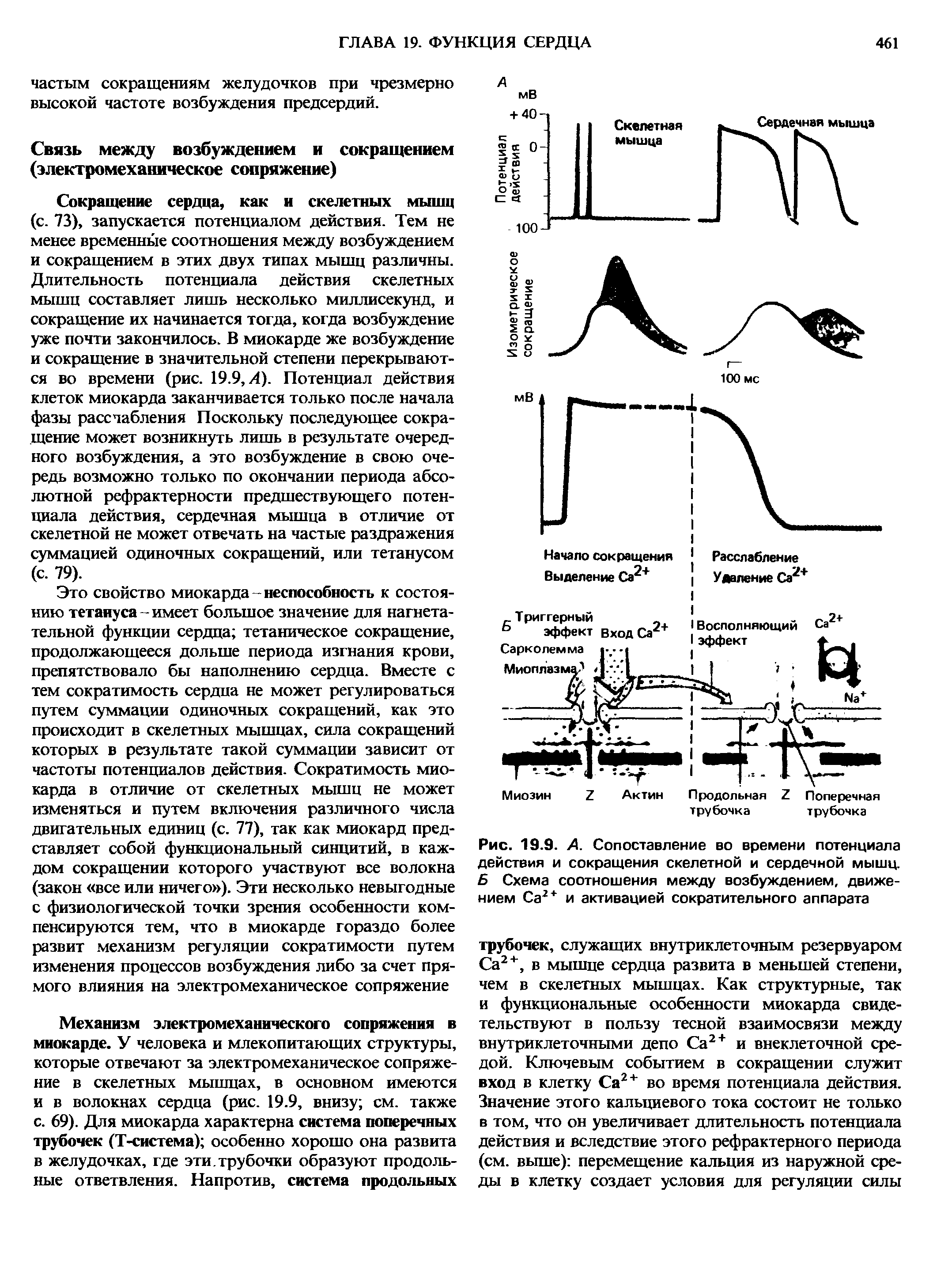 Рис. 19.9. А. Сопоставление во времени потенциала действия и сокращения скелетной и сердечной мышц. Б Схема соотношения между возбуждением, движением Са2 + и активацией сократительного аппарата...