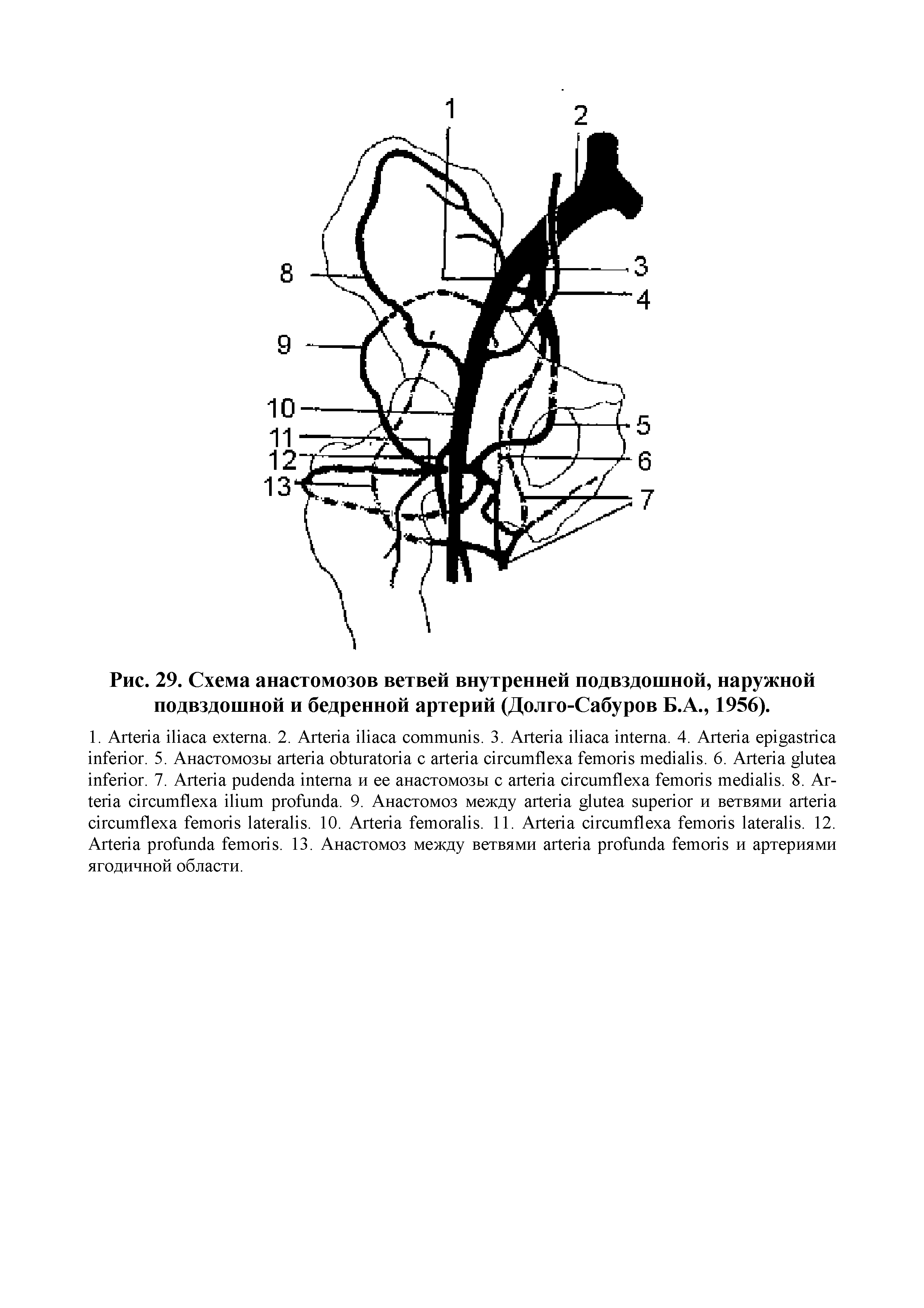 Рис. 29. Схема анастомозов ветвей внутренней подвздошной, наружной подвздошной и бедренной артерий (Долго-Сабуров Б.А., 1956).
