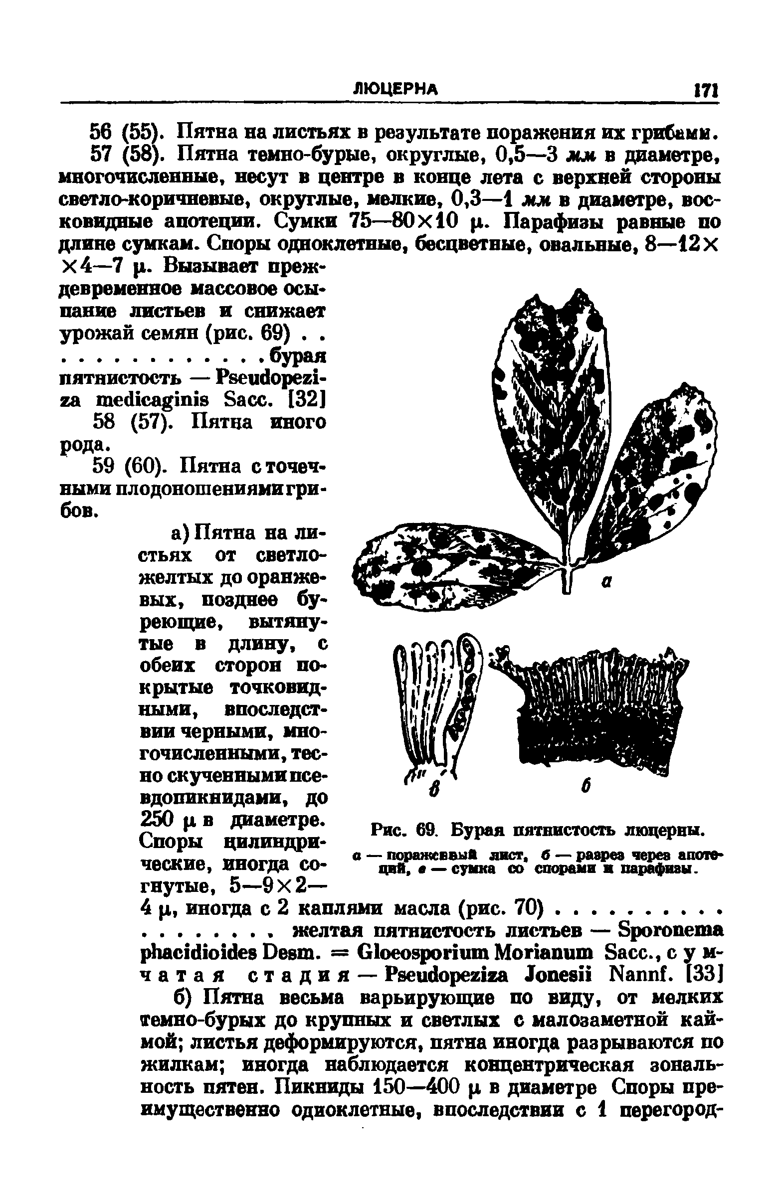 Рис. 69. Бурая пятнистость люцерны, а — поражсввый лист, б — разрез через апотеций, в — сумка со спорами ж парафизы.