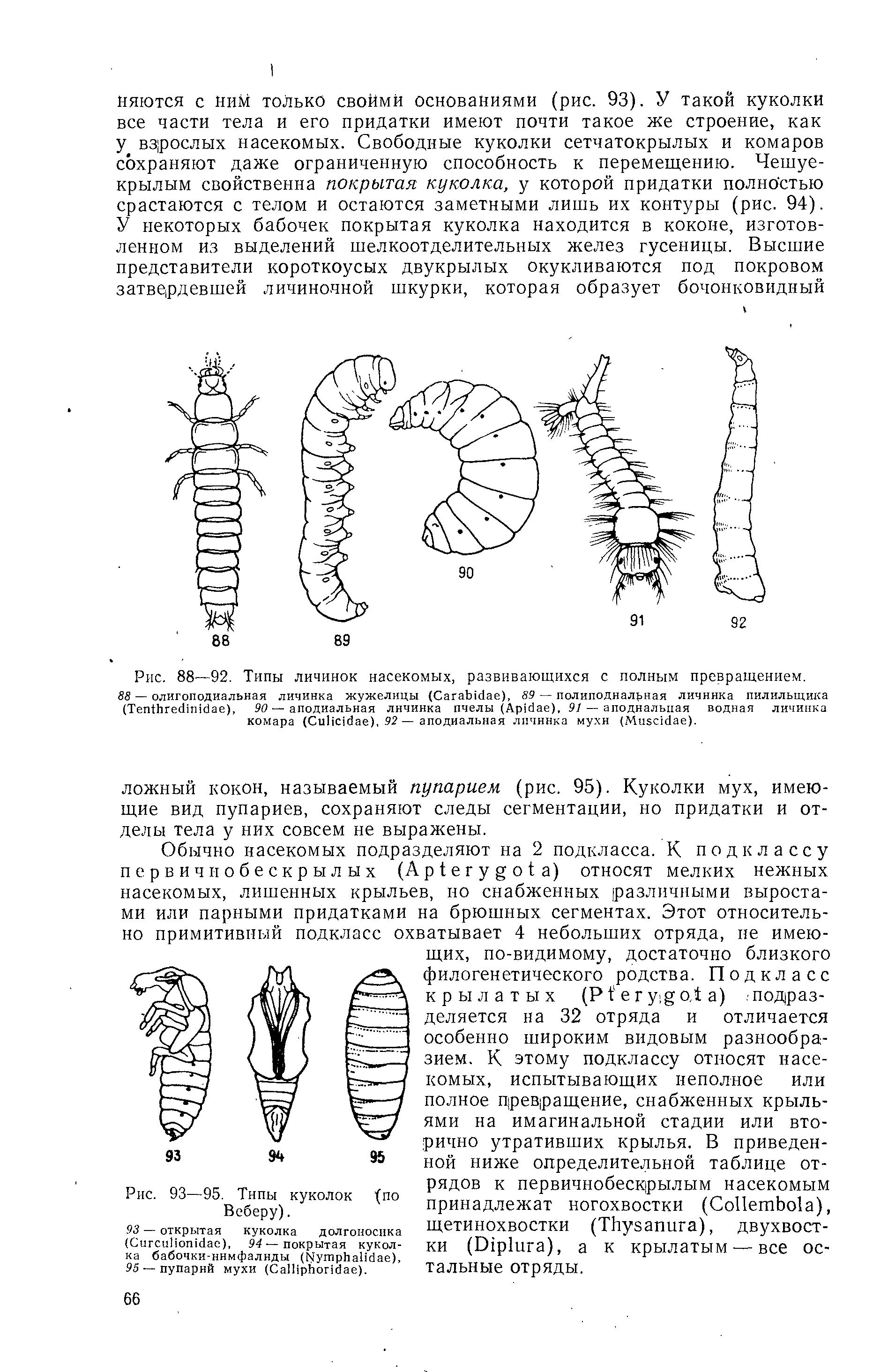 Рис. 88—92. Типы личинок насекомых, развивающихся с полным превращением.
