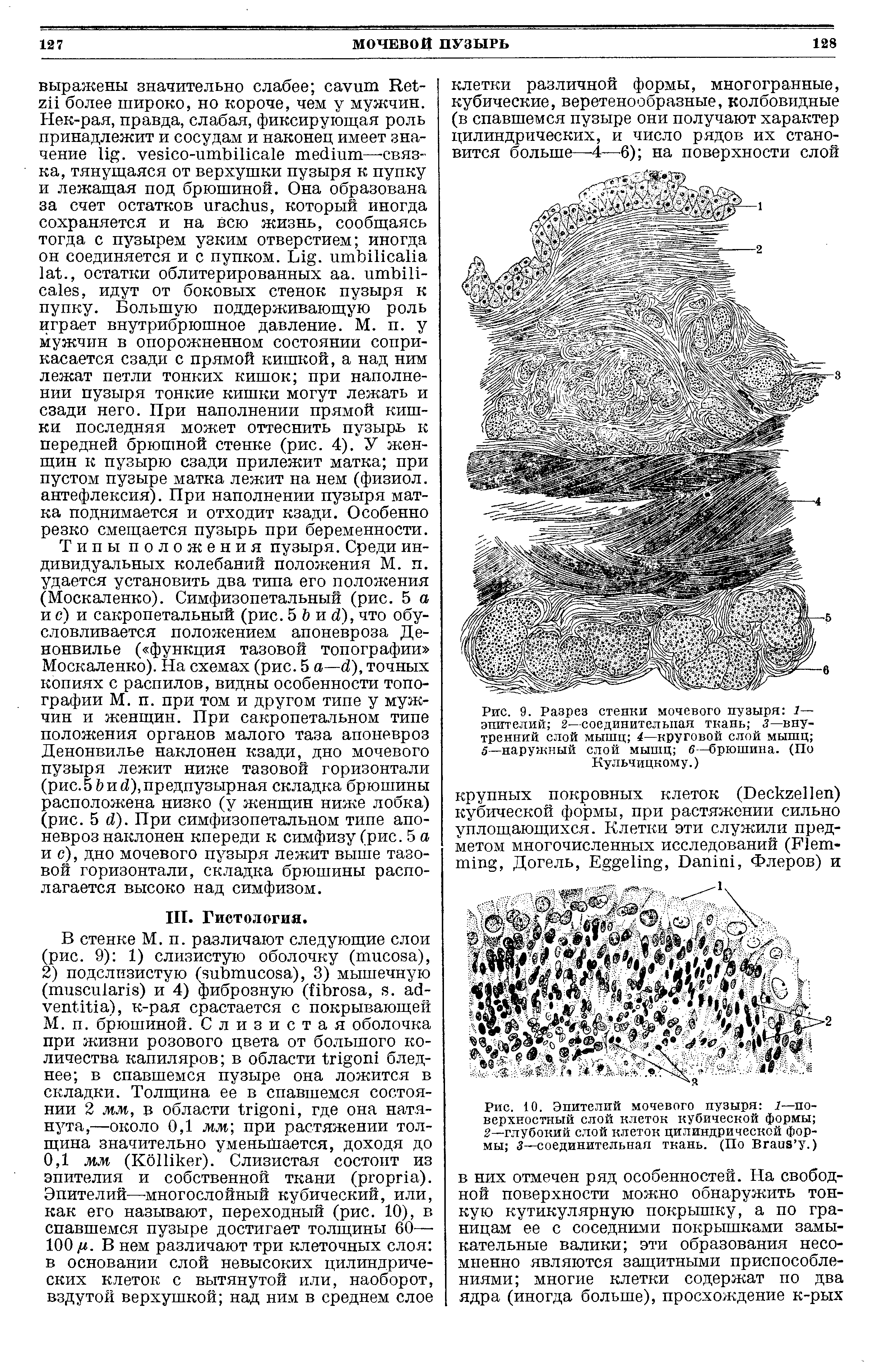 Рис. 9. Разрез стенки мочевого пузыря 1— эпителий 2—соединительная ткань 3— внутренний слой мышц 4—круговой слой мышц 5—наружный слой мышц 6—брюшина. (По Кульчицкому.)...