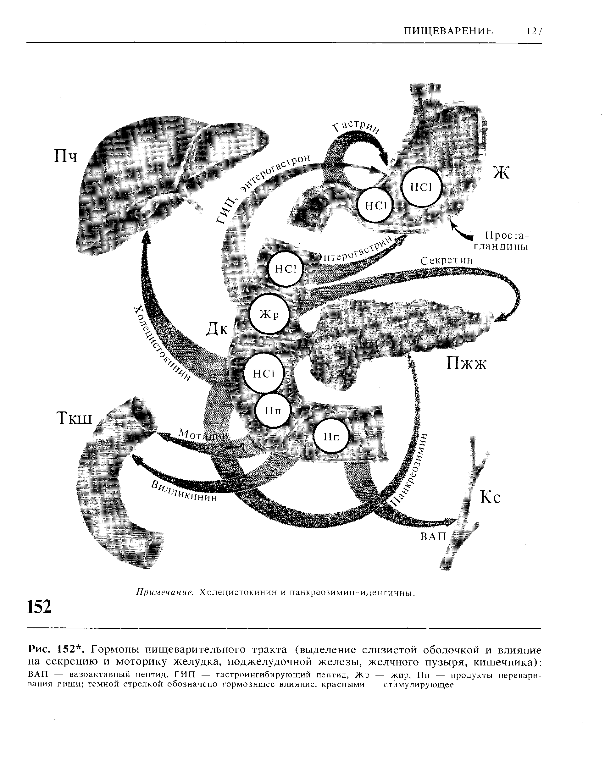 Рис. 152. Гормоны пищеварительного тракта (выделение слизистой оболочкой и влияние на секрецию и моторику желудка, поджелудочной железы, желчного пузыря, кишечника) ВАП — вазоактивный пептид, ГИП — гастроингибирующий пептид, Жр — жир, Пп — продукты переваривания пищи темной стрелкой обозначено тормозящее влияние, красными — стимулирующее...