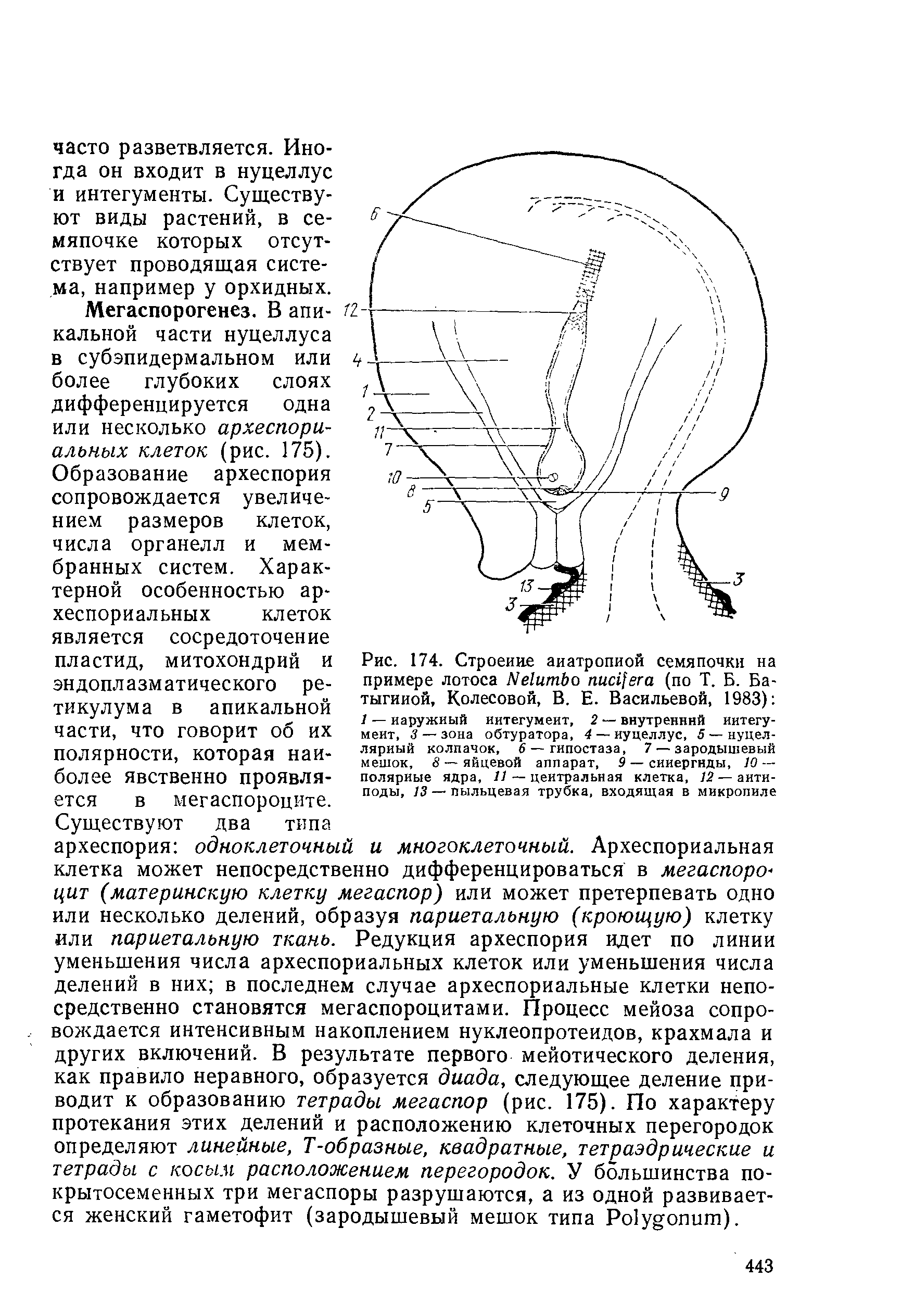 Рис. 174. Строение примере лотоса N (по Т. Б. Батыгиной, Колесовой, В. Е. Васильевой, 1983) 1 — наружный интегумент, 2 — внутренний интегумент, 3— зона обтуратора, 4 — иуцеллус, 5 — нуцел-ляриый колпачок, 6 — гипостаза, 7 — зародышевый мешок, 8 — яйцевой аппарат, 9 — сииергнды, 10 — полярные ядра, // — центральная клетка, 12— антиподы, 13 — пыльцевая трубка, входящая в микропиле...