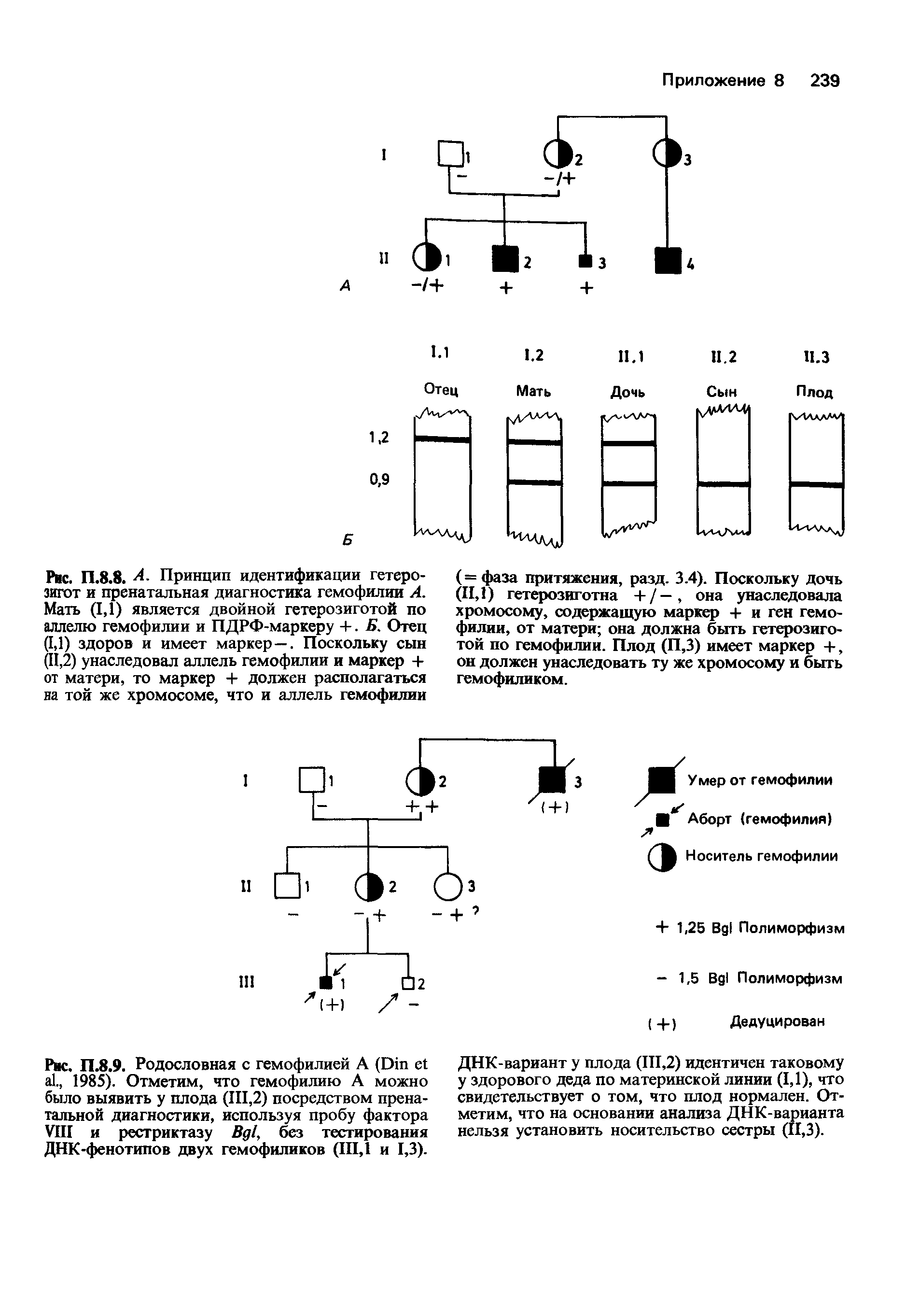 Рис. П.8.9. Родословная с гемофилией A (D ., 1985). Отметим, что гемофилию А можно было выявить у плода (III,2) посредством пренатальной диагностики, используя пробу фактора VIII и рестриктазу B , без тестирования ДНК-фенотипов двух гемофиликов (III,1 и 1,3).