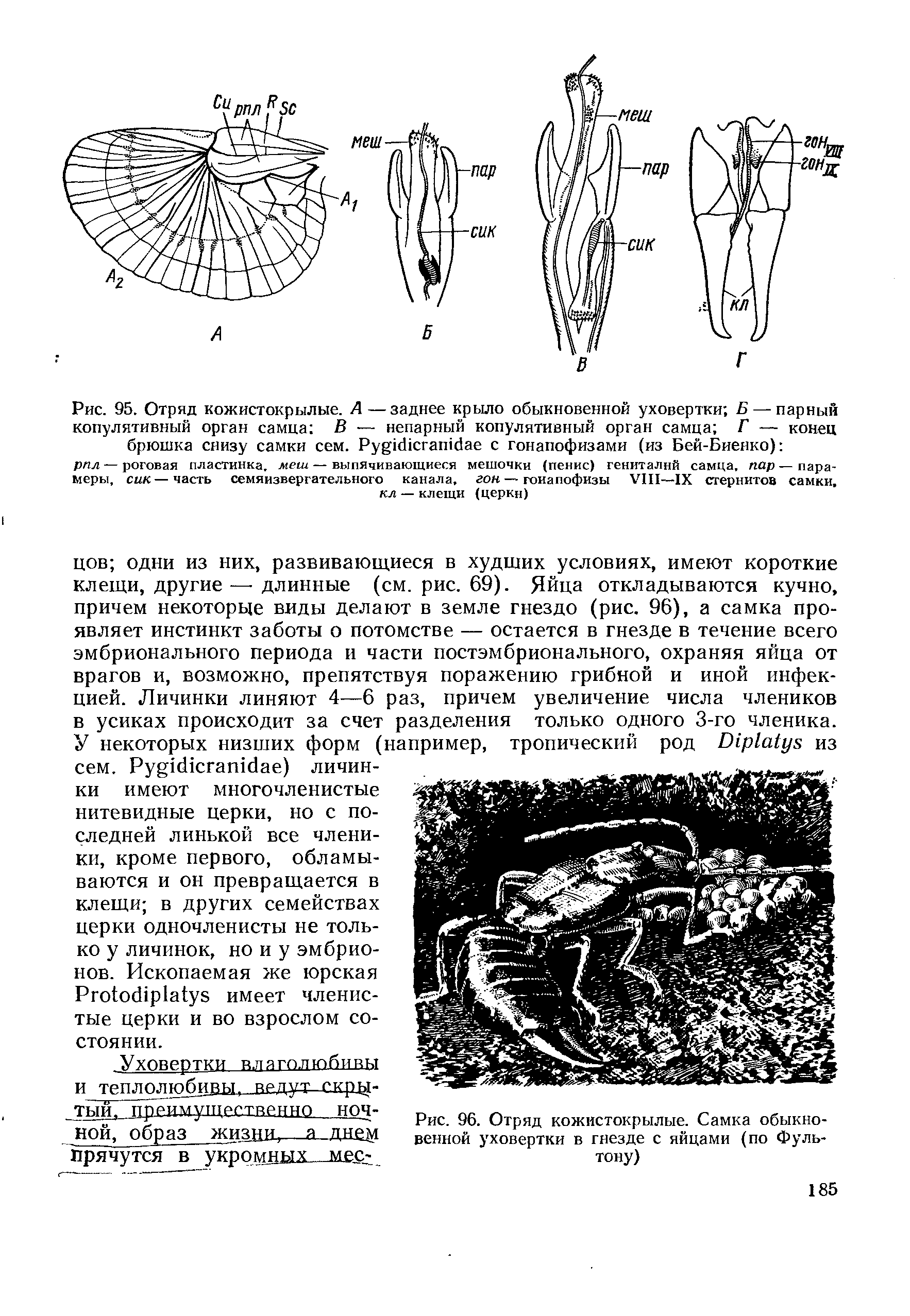 Рис. 96. Отряд кожистокрылые. Самка обыкновенной уховертки в гнезде с яйцами (по Фуль-тону)...