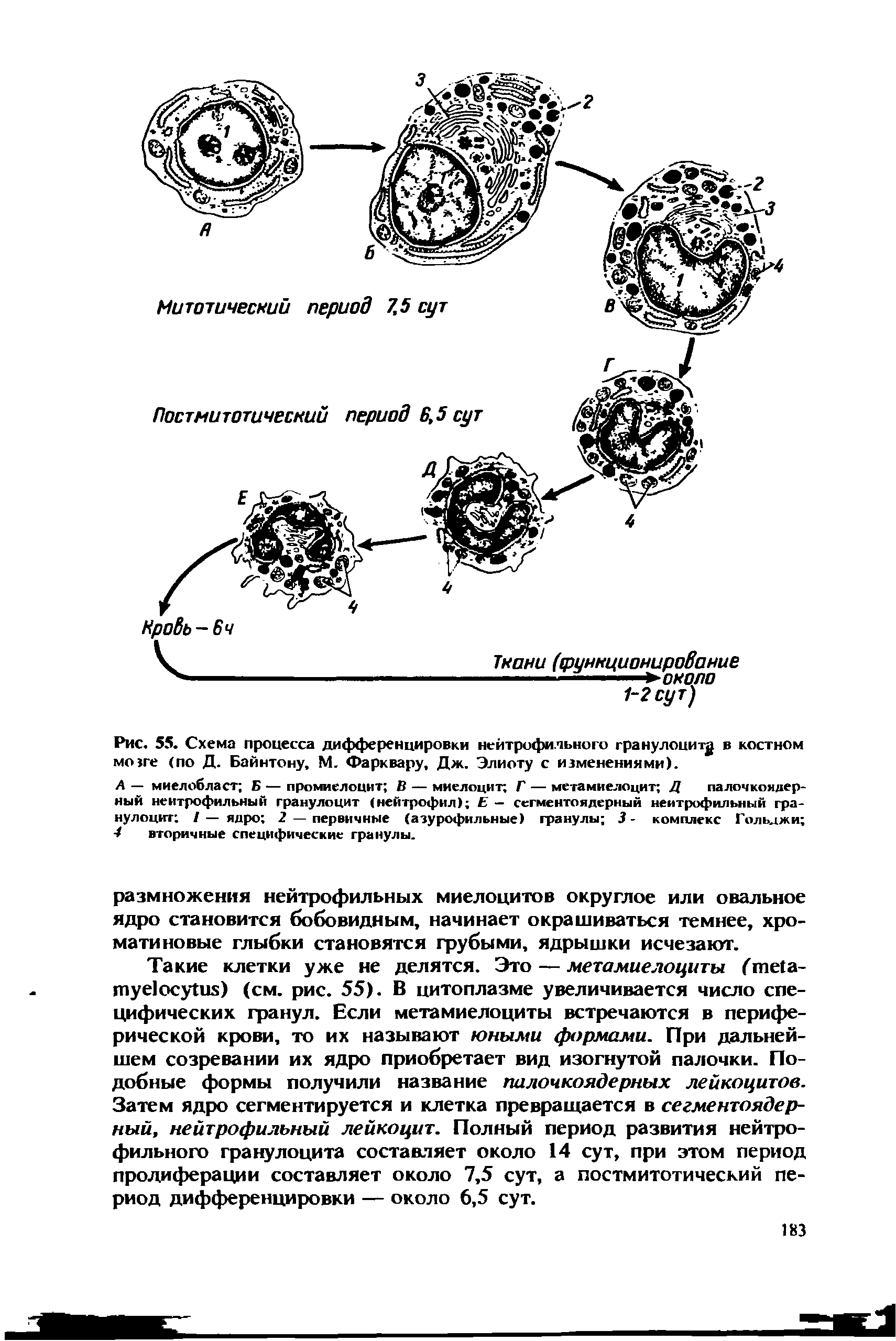 Рис. 55. Схема процесса дифференцировки нейтрофильного гранулоциту в костном мозге (по Д. Байнтону, М. Фарквару, Дж. Элиоту с изменениями).