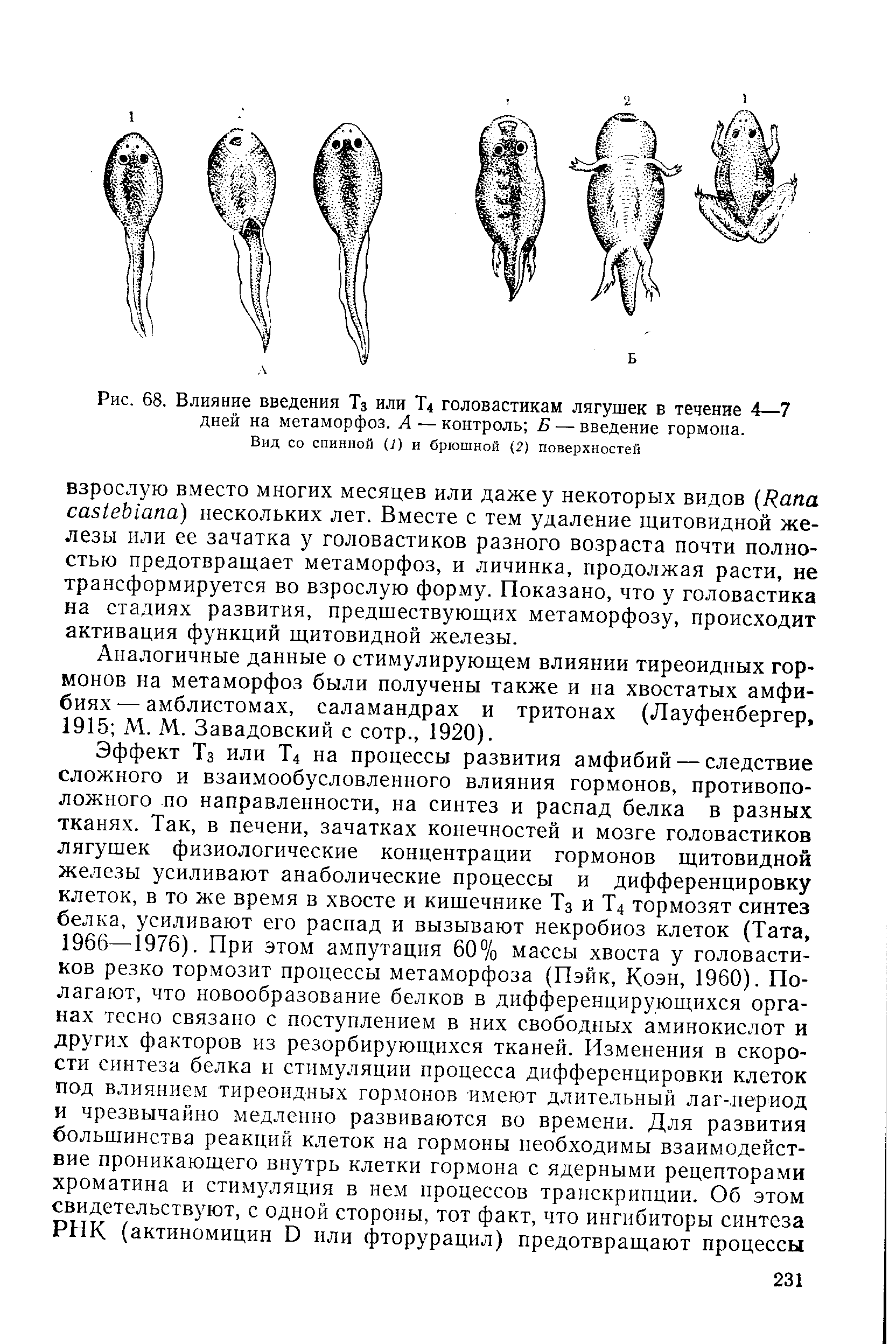 Рис. 68. Влияние введения Тз или Т4 головастикам лягушек в течение 4—7 дней на метаморфоз. А — контроль Б — введение гормона.