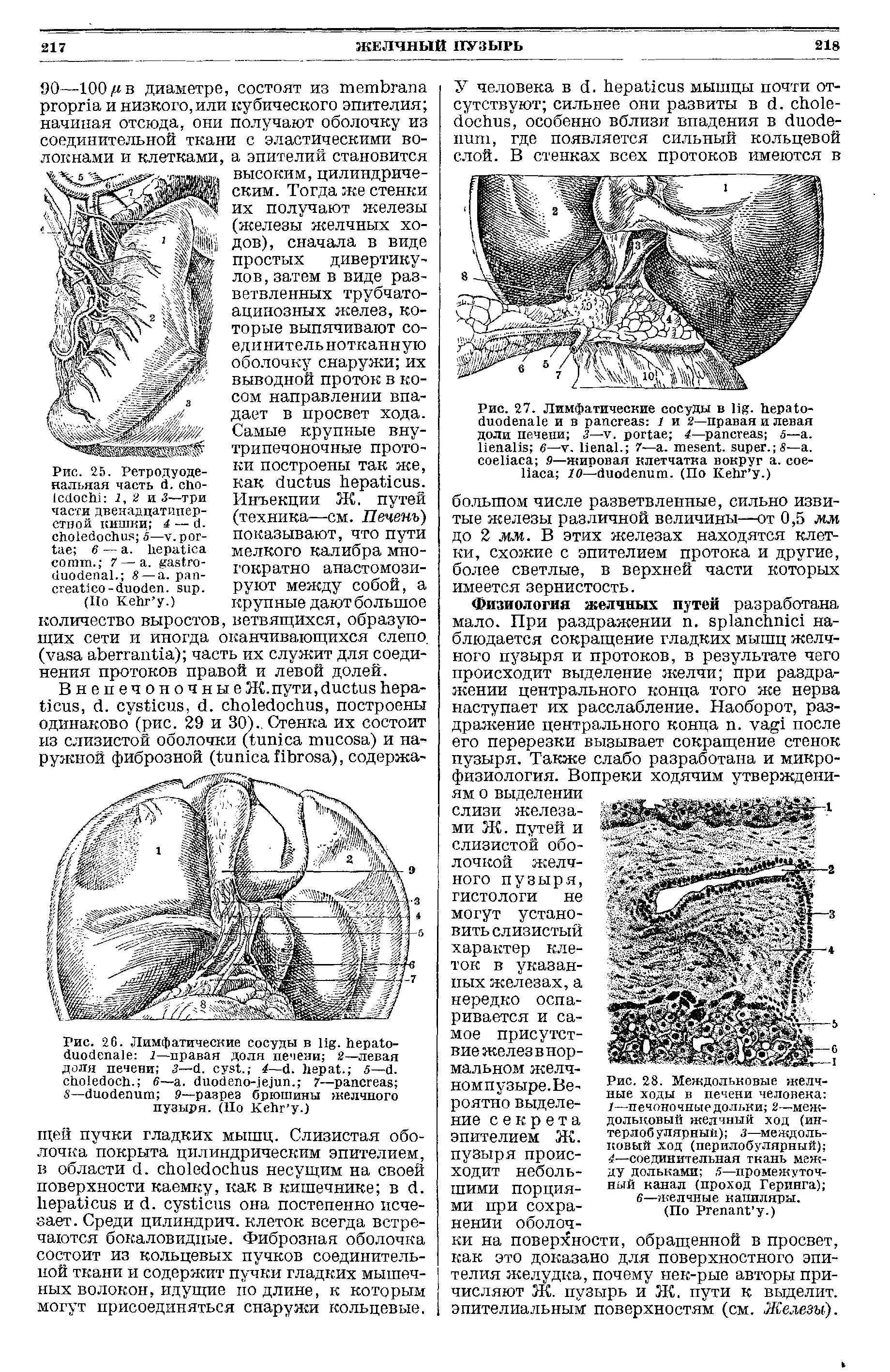 Рис. 28. Междольковые желчные ходы в печени человека печоночные дольки 2—междольковый желчный ход (интерлобулярный) з—междольковый ход (перилобулярный) 4—соединительная ткань между дольками 5—промежуточный канал (проход Геринга) ...