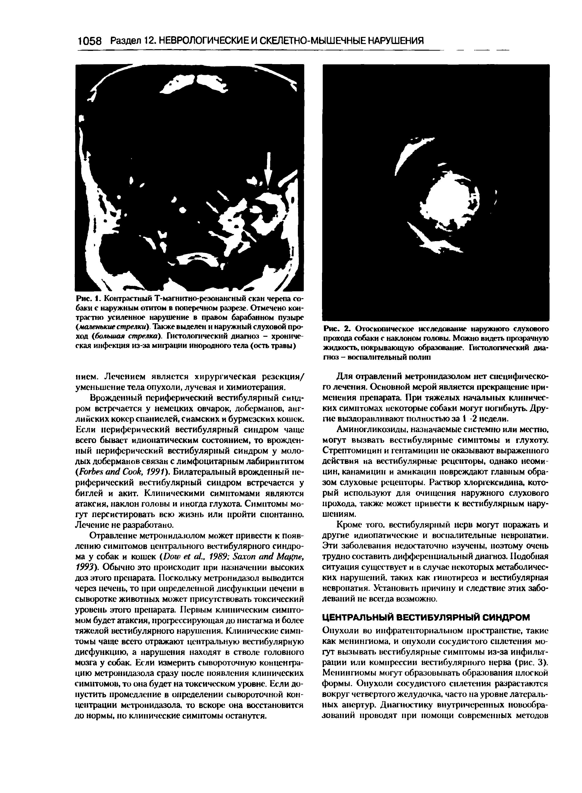 Рис. 2. Отоскопическое исследование наружного слухового прохода собаки с наклоном головы. Можно видеть прозрачную жидкость, покрывающую образование. Гистологический диагноз - воспалительный полип...