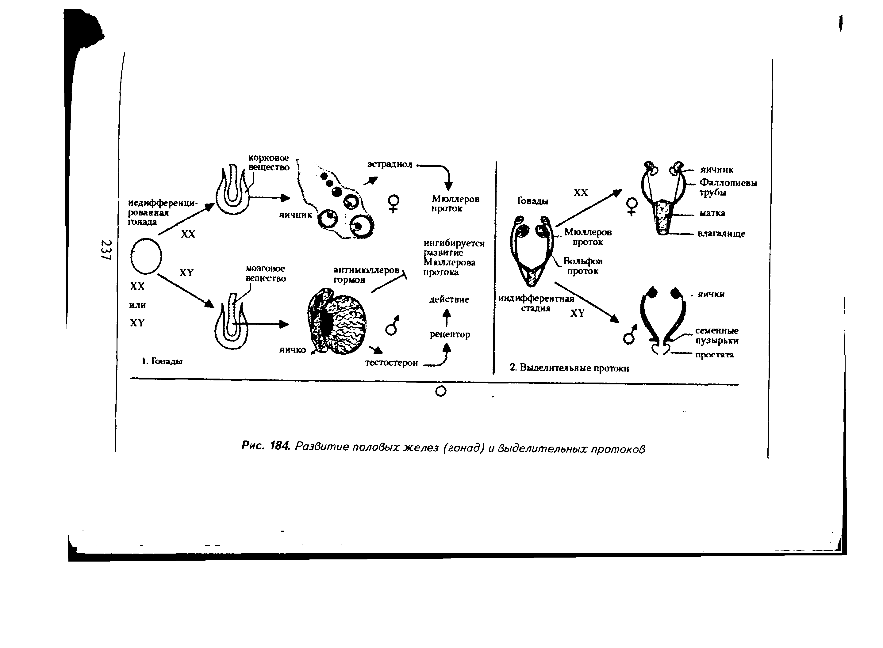 Рис. 184. Развитие половых желез (гонад) и выделительных протоков...