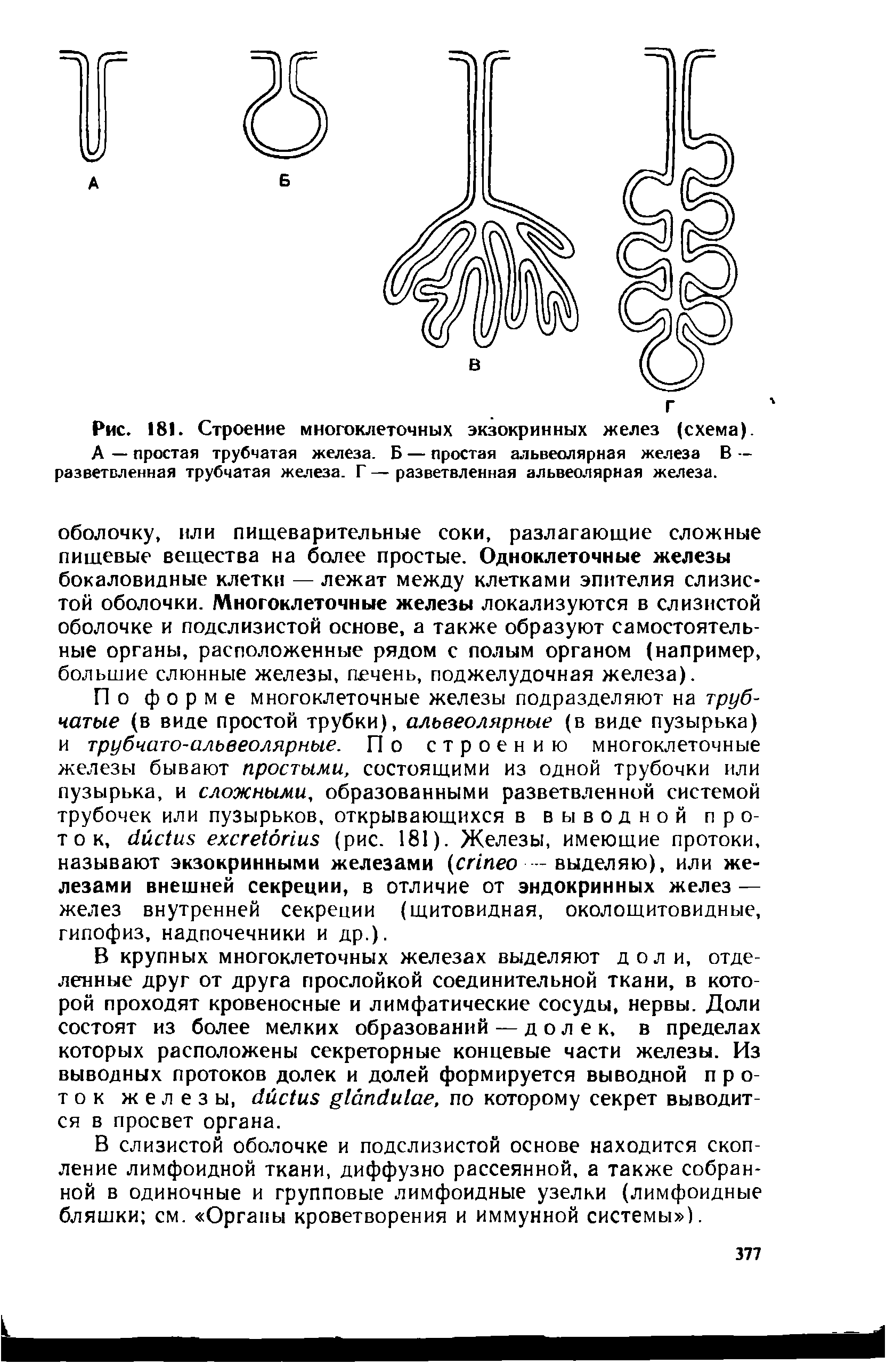 Рис. 181. Строение многоклеточных экзокринных желез (схема). А — простая трубчатая железа. Б — простая альвеолярная железа В — разветвленная трубчатая железа. Г — разветвленная альвеолярная железа.