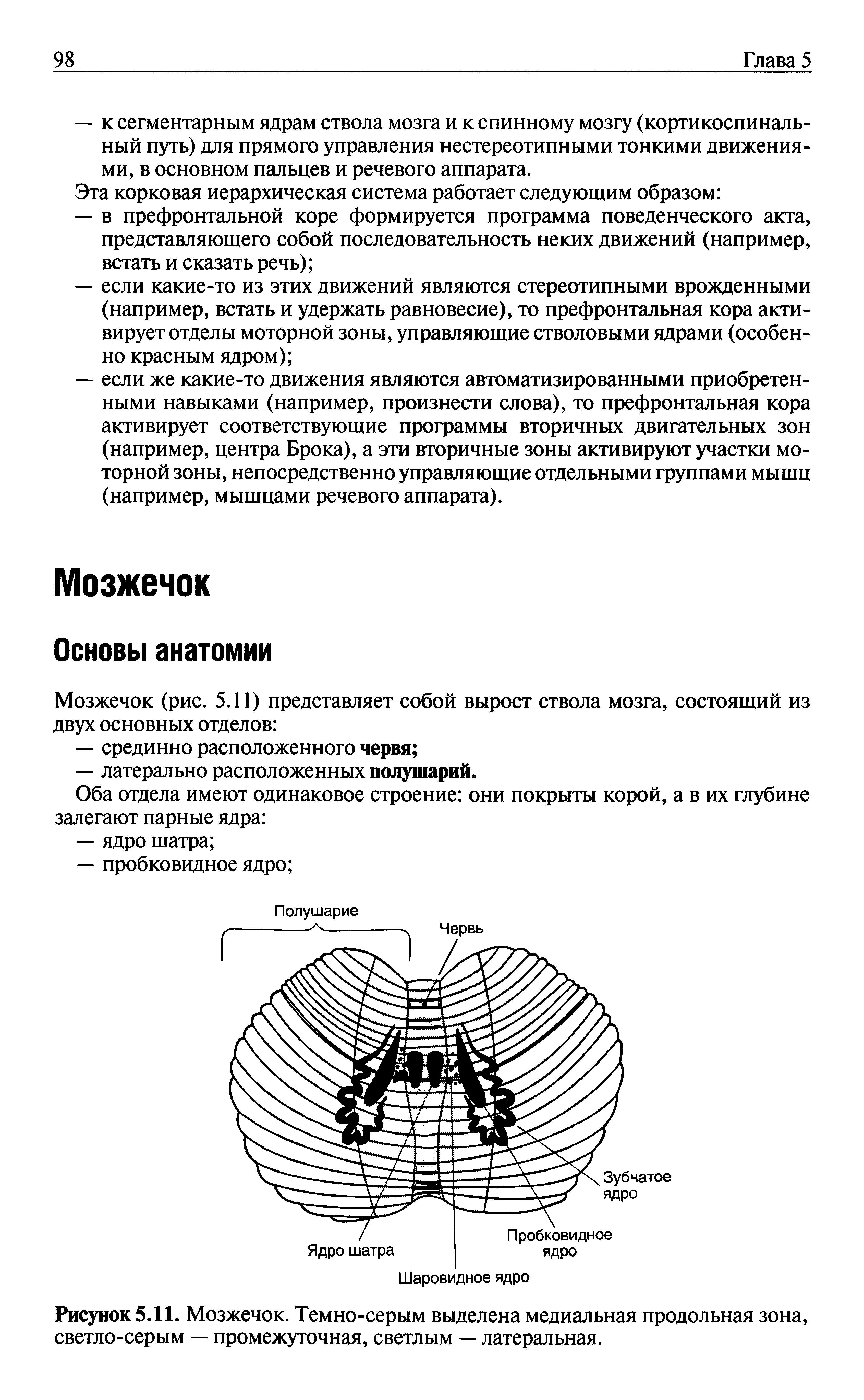 Рисунок 5.11. Мозжечок. Темно-серым выделена медиальная продольная зона, светло-серым — промежуточная, светлым — латеральная.