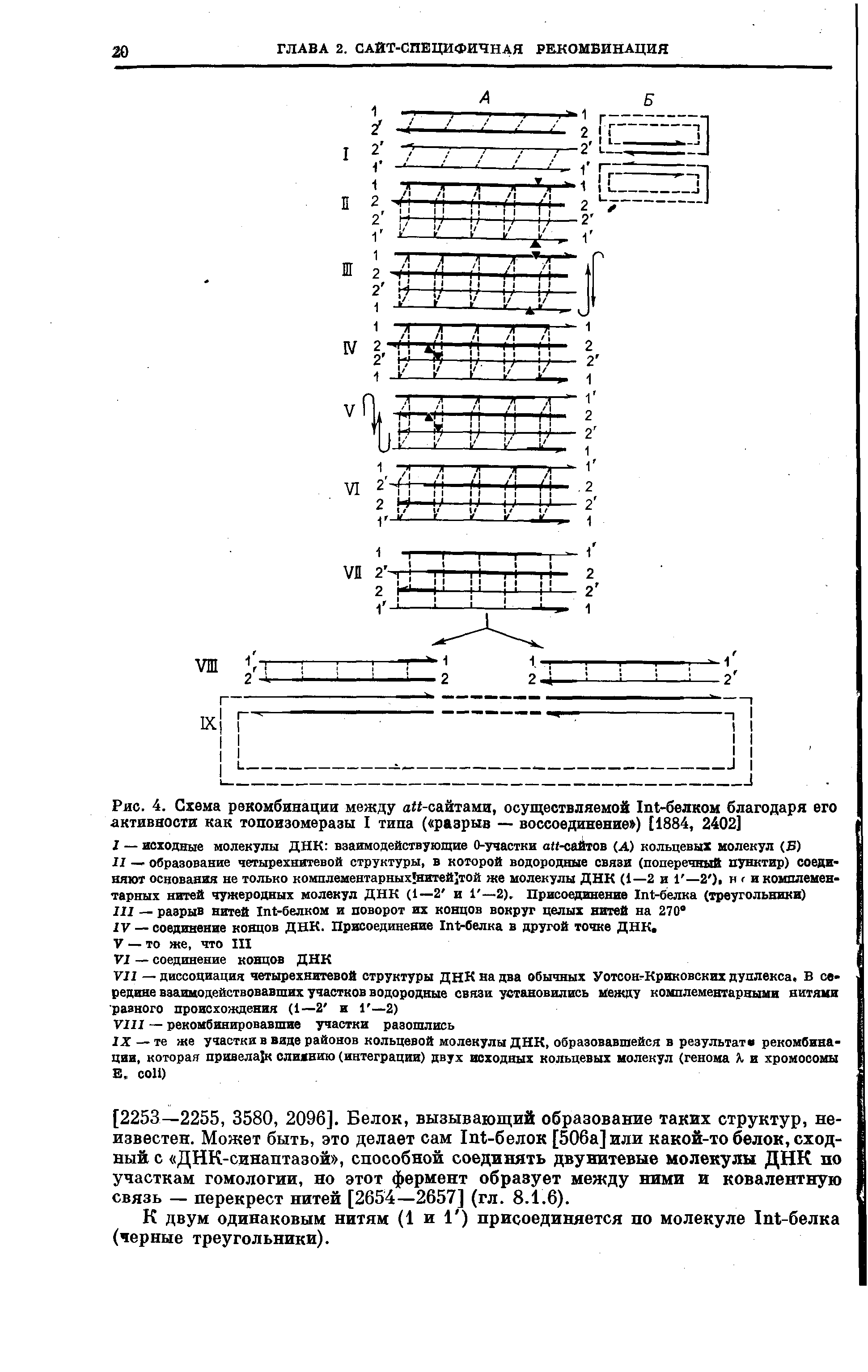Рис. 4. Схема рекомбинации между -сайтами, осуществляемой I -белком благодаря его активности как топоизомеразы I типа ( разрыв — воссоединение ) [1884, 2402]...