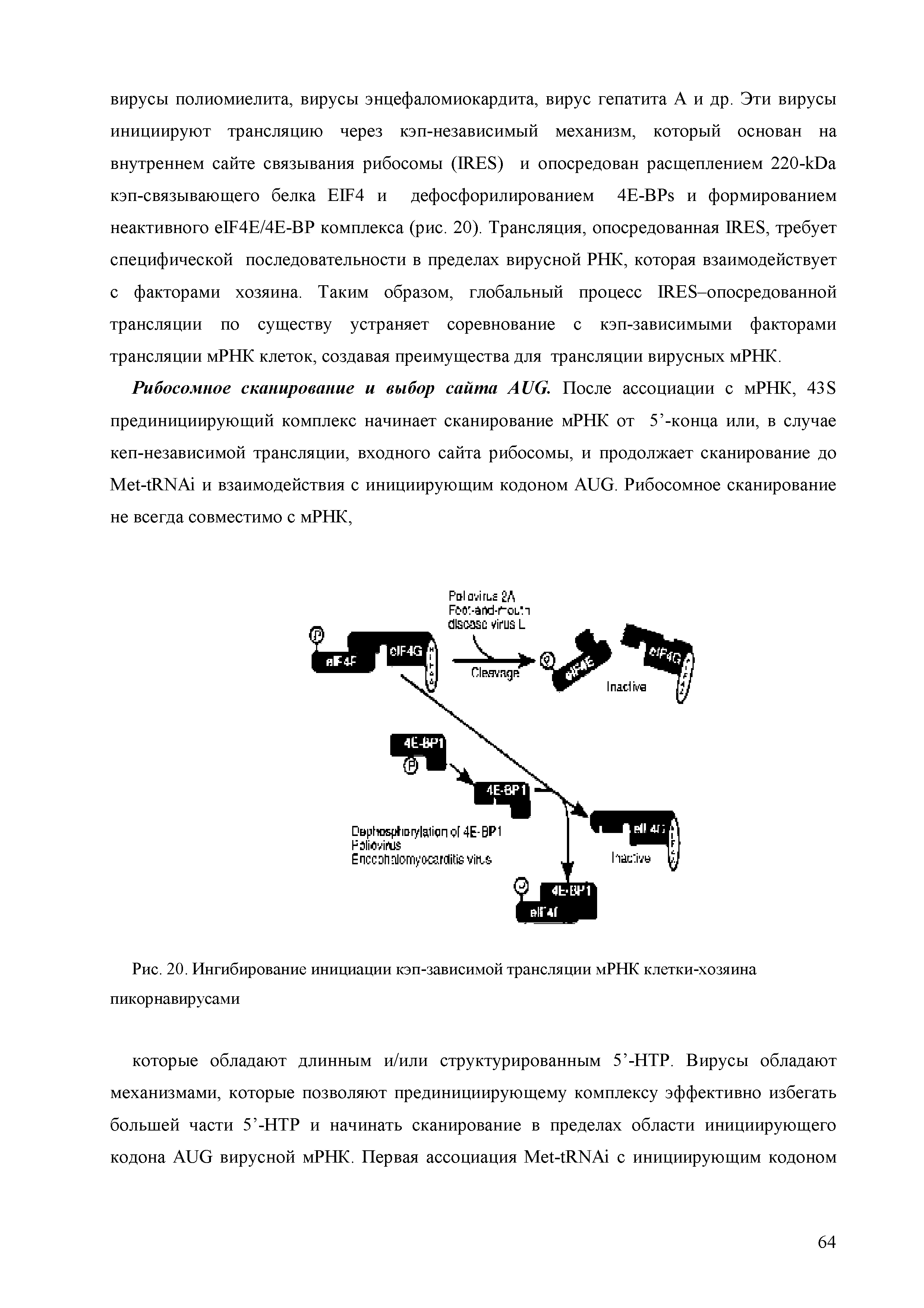 Рис. 20. Ингибирование инициации кэп-зависимой трансляции мРНК клетки-хозяина...