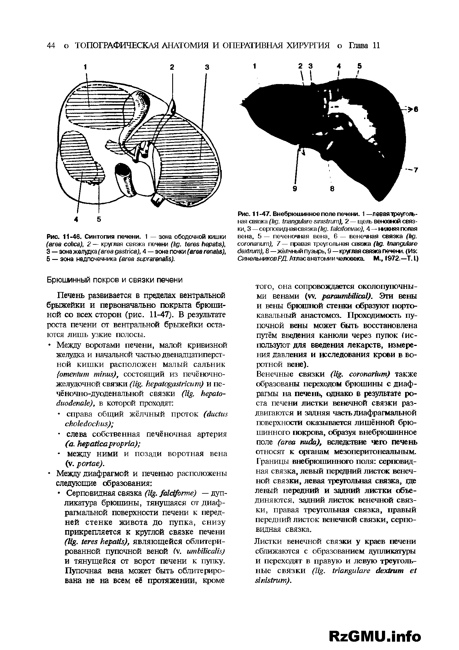 Рис. 11-46. Синтопия печени. 1 — зона ободочной кишки ( ), 2 — круглая связка печени ( . ), 3 — зона желудка ( ), 4 — зона почки ( ), 5 — зона надпочечника ( ).