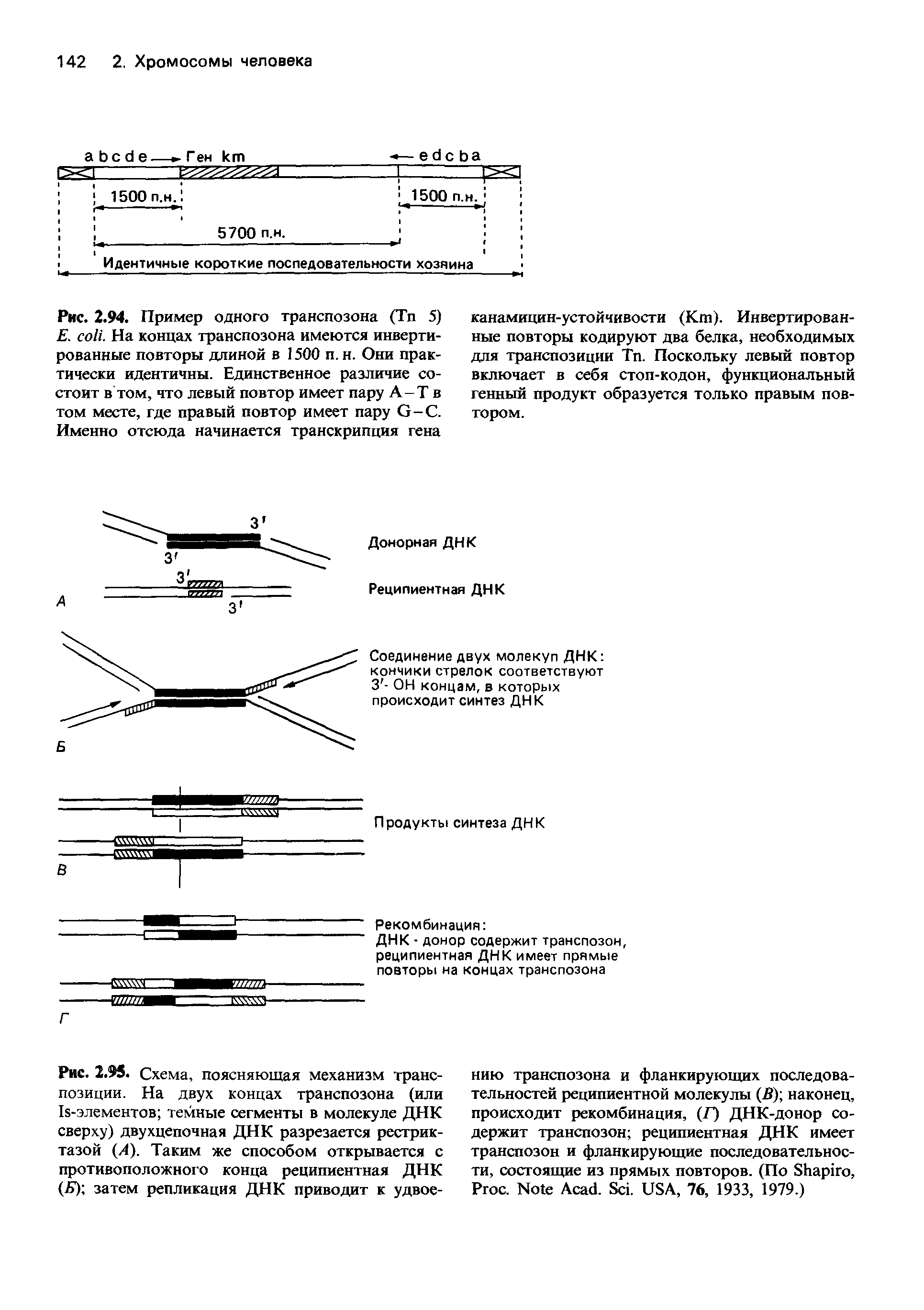 Рис. 2.94. Пример одного транспозона (Тп 5) . . На концах транспозона имеются инвертированные повторы длиной в 1500 п.н. Они практически идентичны. Единственное различие состоит в том, что левый повтор имеет пару А-Т в том месте, где правый повтор имеет пару G-C. Именно отсюда начинается транскрипция гена...