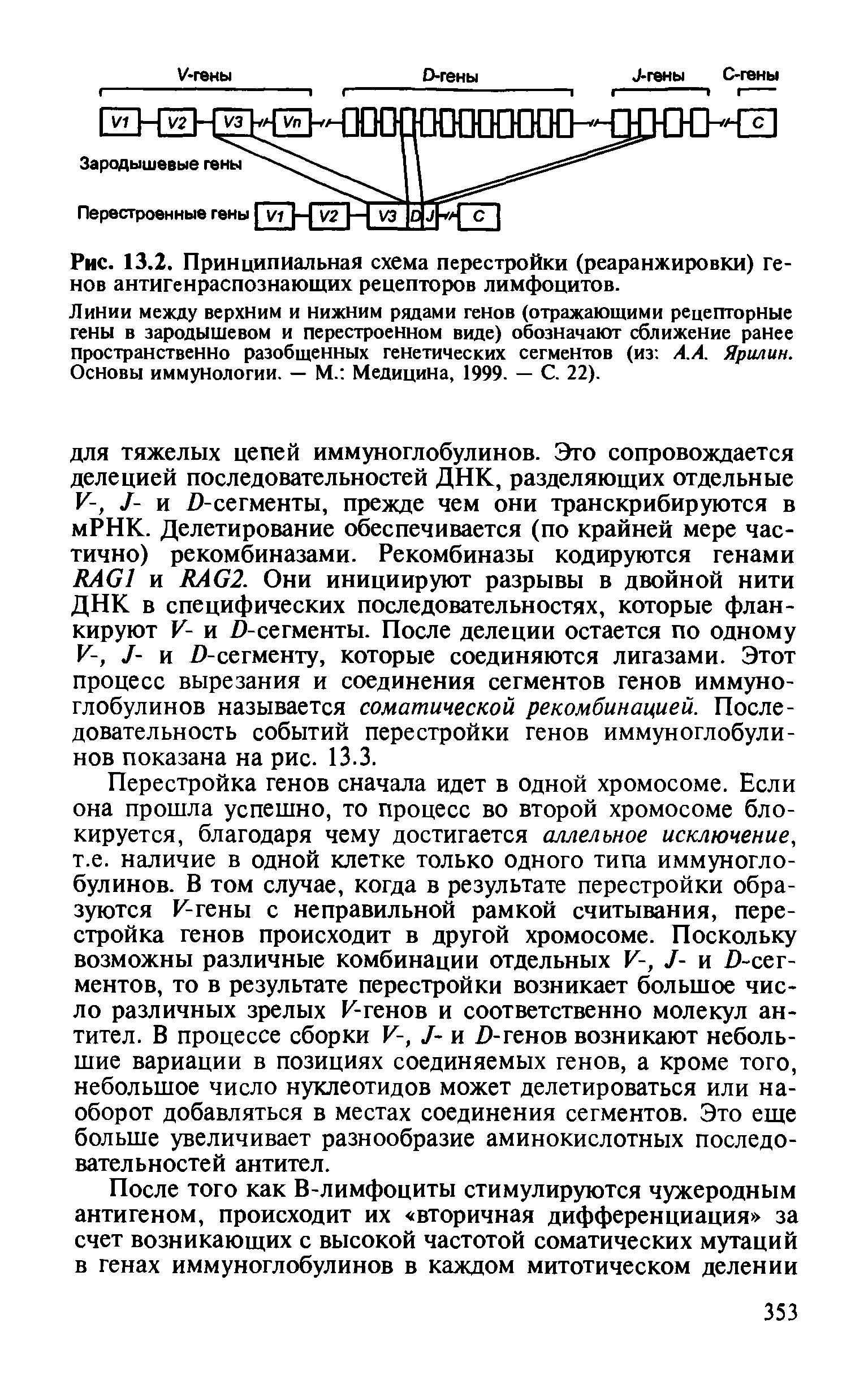 Рис. 13.2. Принципиальная схема перестройки (реаранжировки) генов антигенраспознающих рецепторов лимфоцитов.