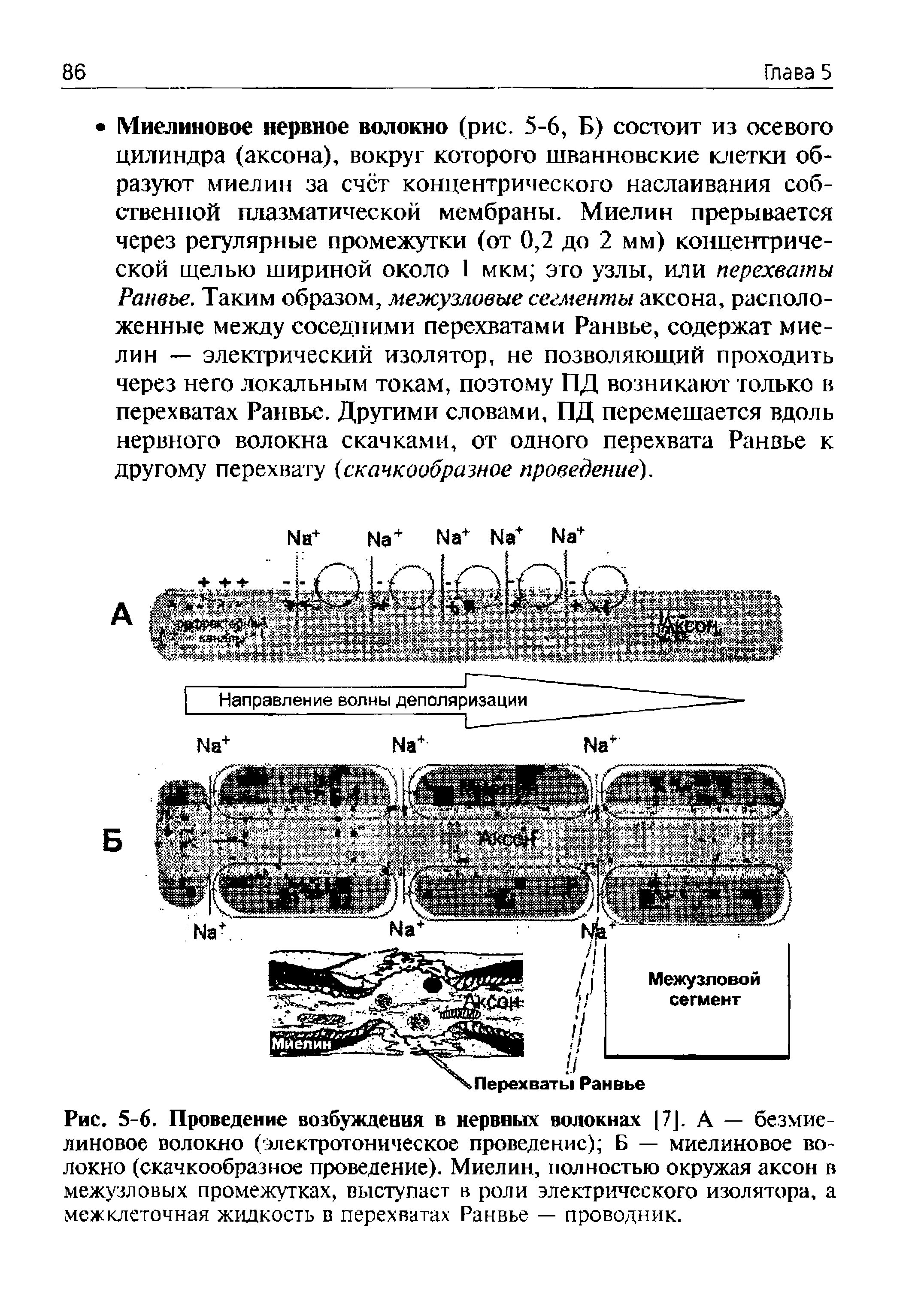 Рис. 5-6. Проведение возбуждения в нервных волокнах 17]. А — безмие-линовое волокно (электротоническое проведение) Б — миелиновое волокно (скачкообразное проведение). Миелин, полностью окружая аксон в межузловых промежутках, выступает в роли электрического изолятора, а межклеточная жидкость в перехватах Ранвье — проводник.