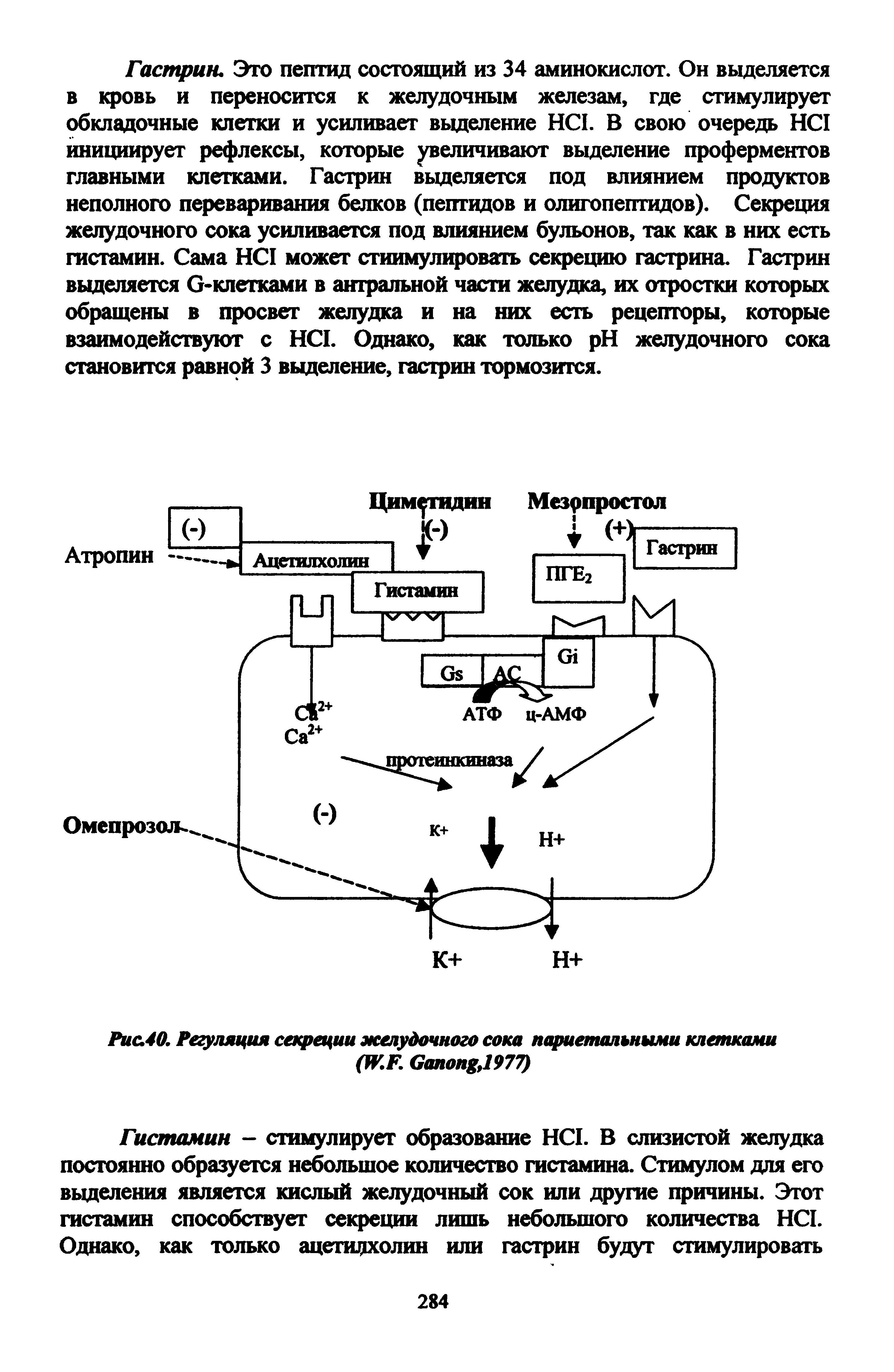 Рис.40. Регуляция секреции желудочного сока париетальными клетками (W.F. G ,1977)...