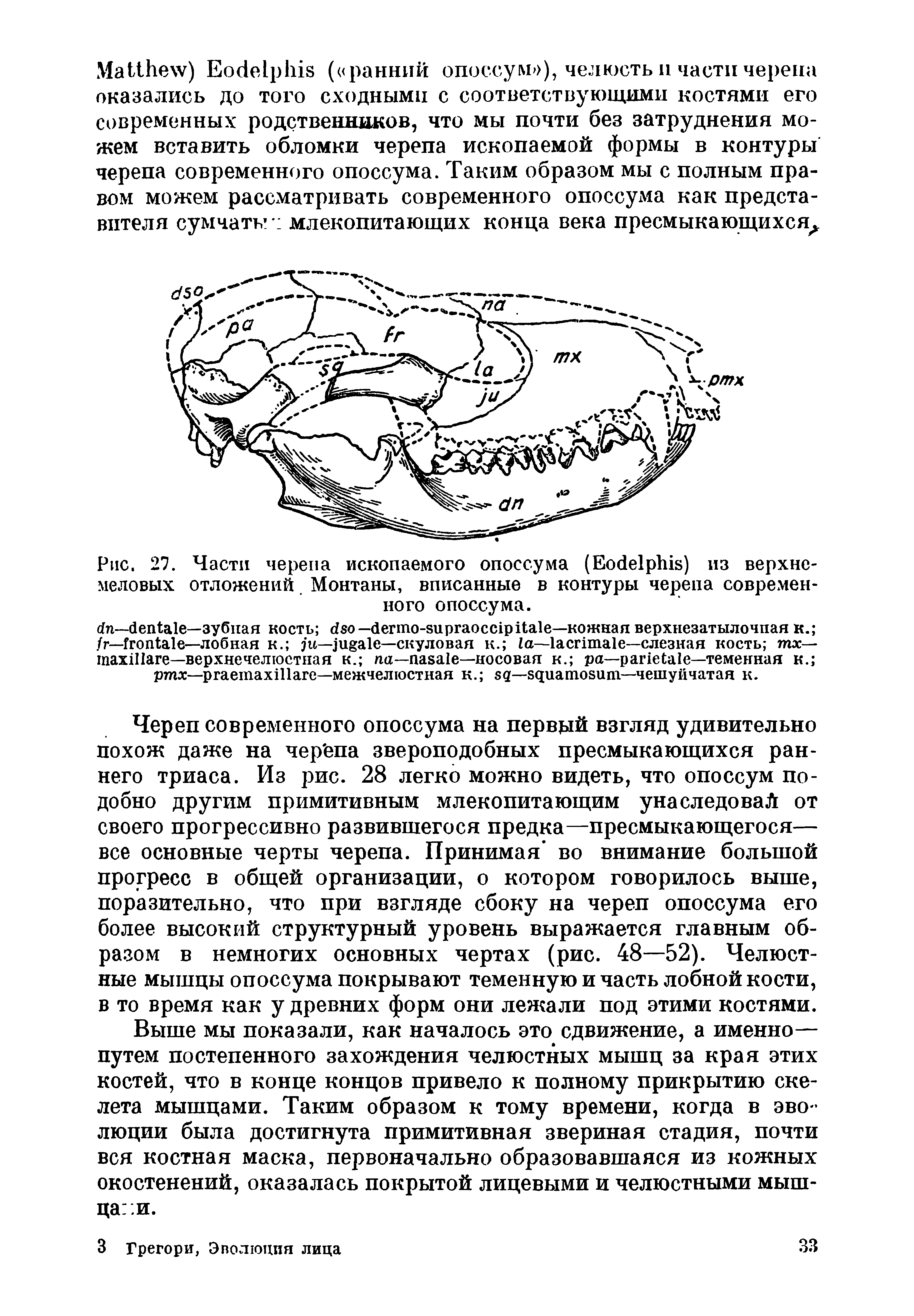 Рис. 27. Части черепа ископаемого опоссума (E ) из верхнемеловых отложений Монтаны, вписанные в контуры черепа современного опоссума.