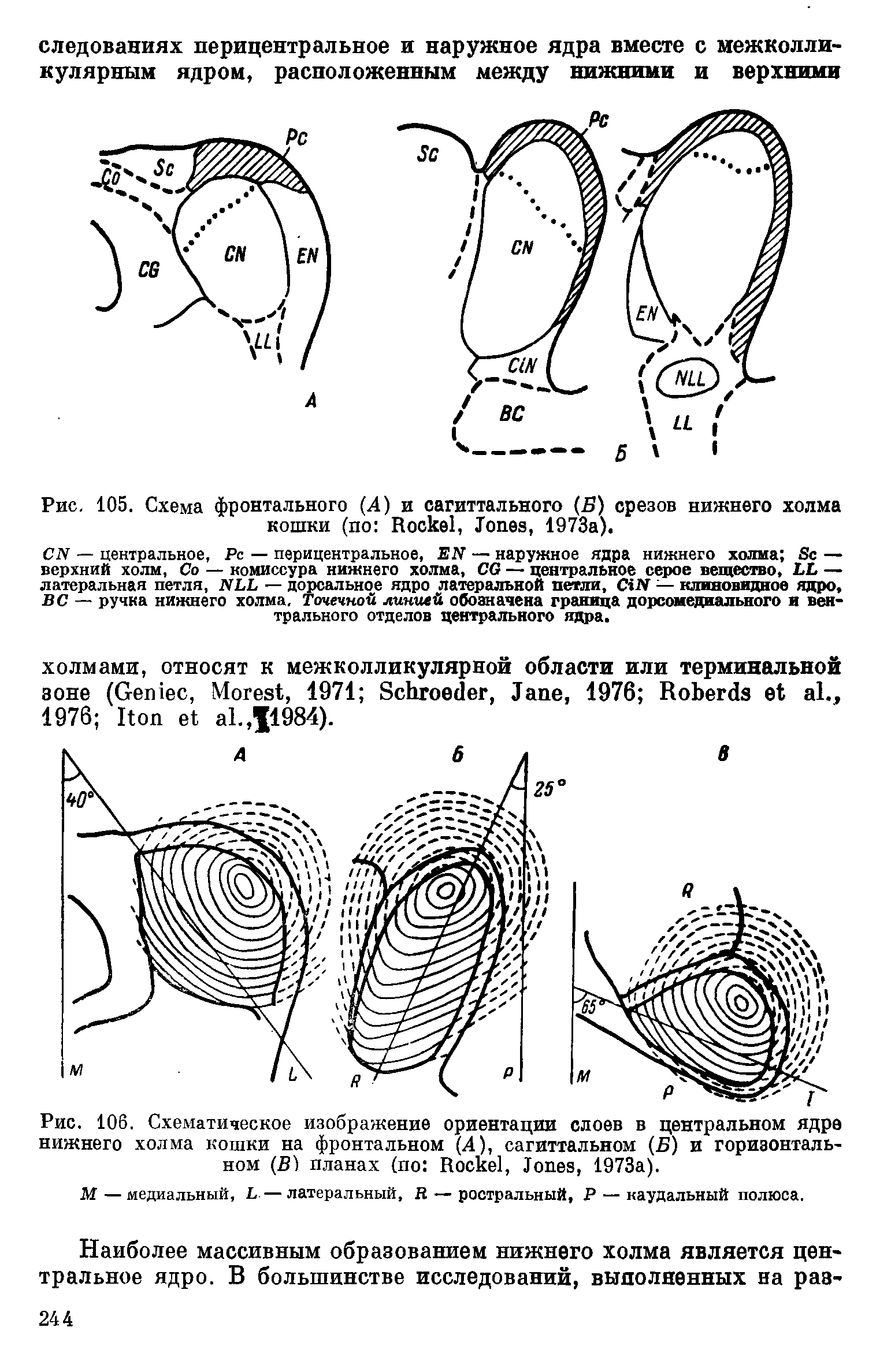 Рис. 106. Схематическое изображение ориентации слоев в центральном ядре нижнего холма кошки на фронтальном (А), сагиттальном (Б) и горизонтальном (В) планах (по R , J , 1973а).