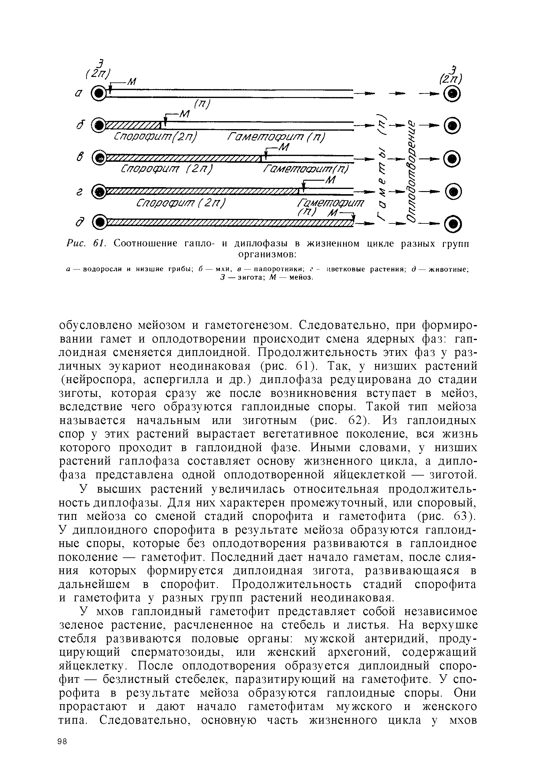 Рис. 61. Соотношение гапло- и диплофазы в жизненном цикле разных групп организмов ...