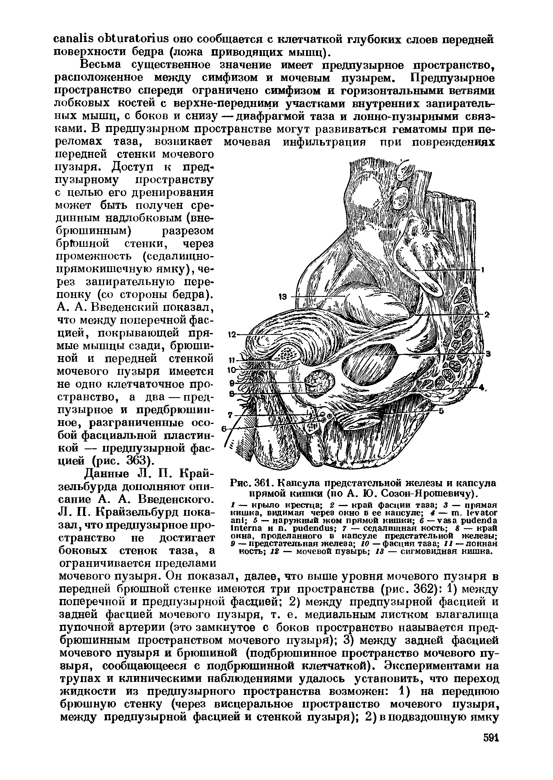 Рис. 361. Капсула предстательной железы и капсула прямой кишки (по А. Ю. Созон-Ярошевичу).