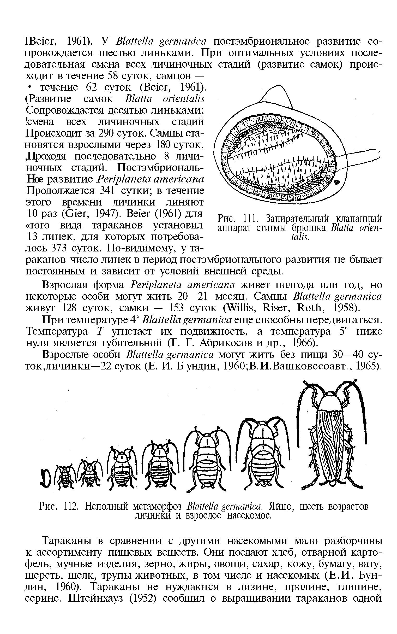 Рис. 112. Неполный метаморфоз B . Яйцо, шесть возрастов личинки и взрослое насекомое.