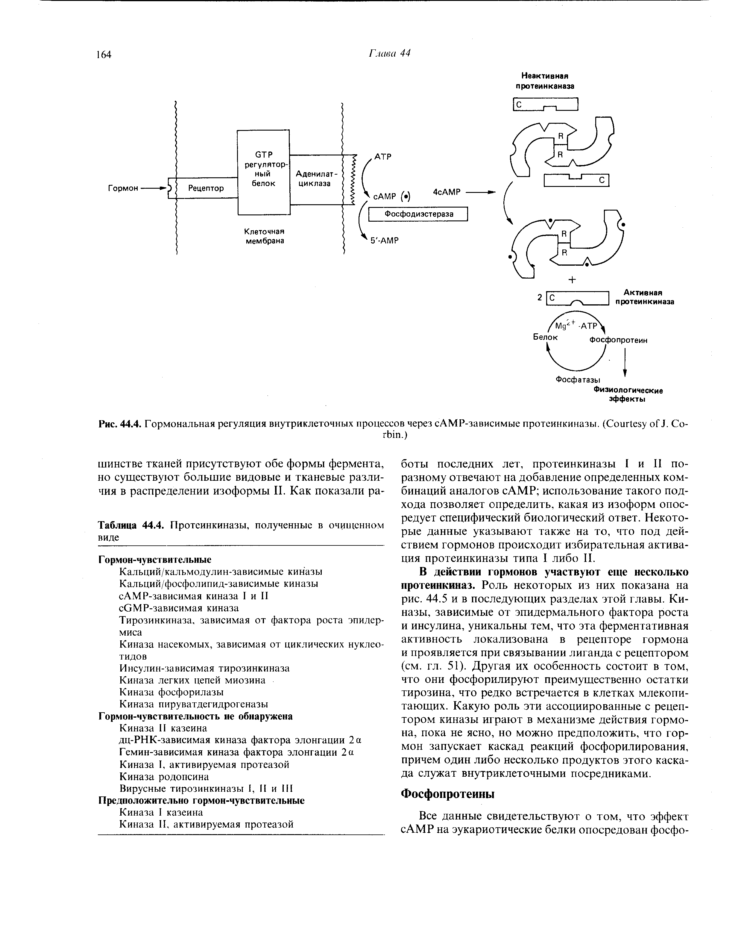 Рис. 44.4. Гормональная регуляция внутриклеточных процессов через сАМР-зависимые протеинкиназы. (C J. C .)...