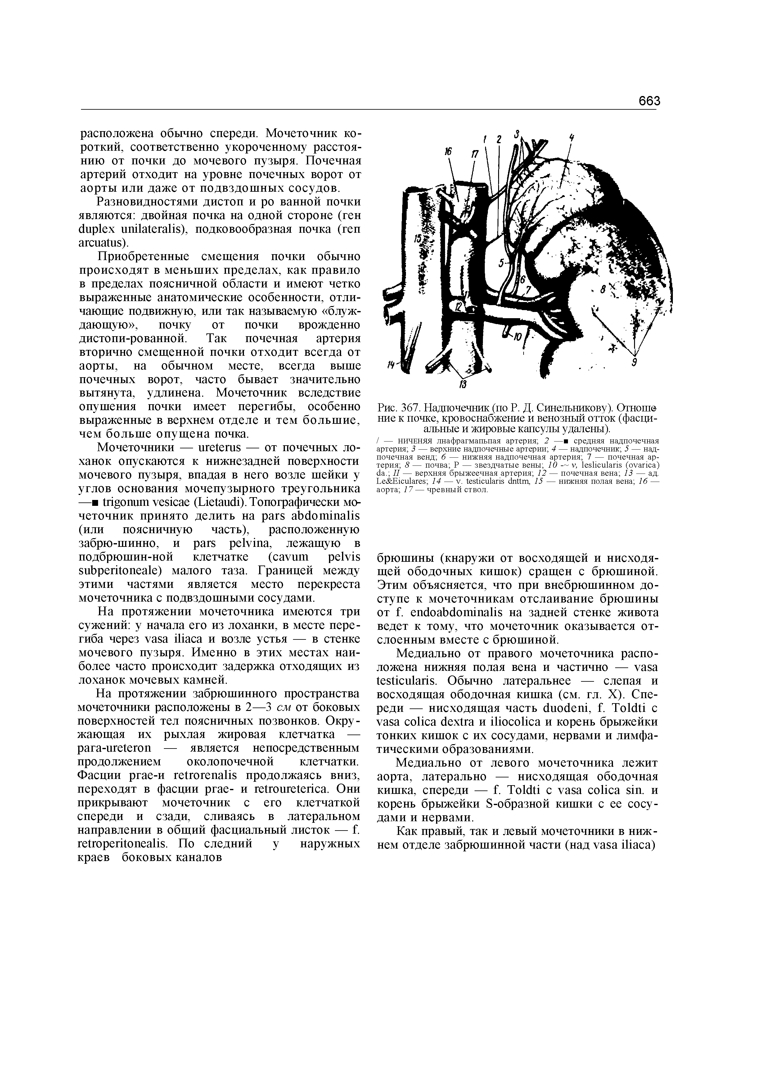 Рис. 367. Надпочечник (по Р. Д. Синельникову). Огноше ние к почке, кровоснабжение и венозный отток (фасциальные и жировые капсулы удалены).