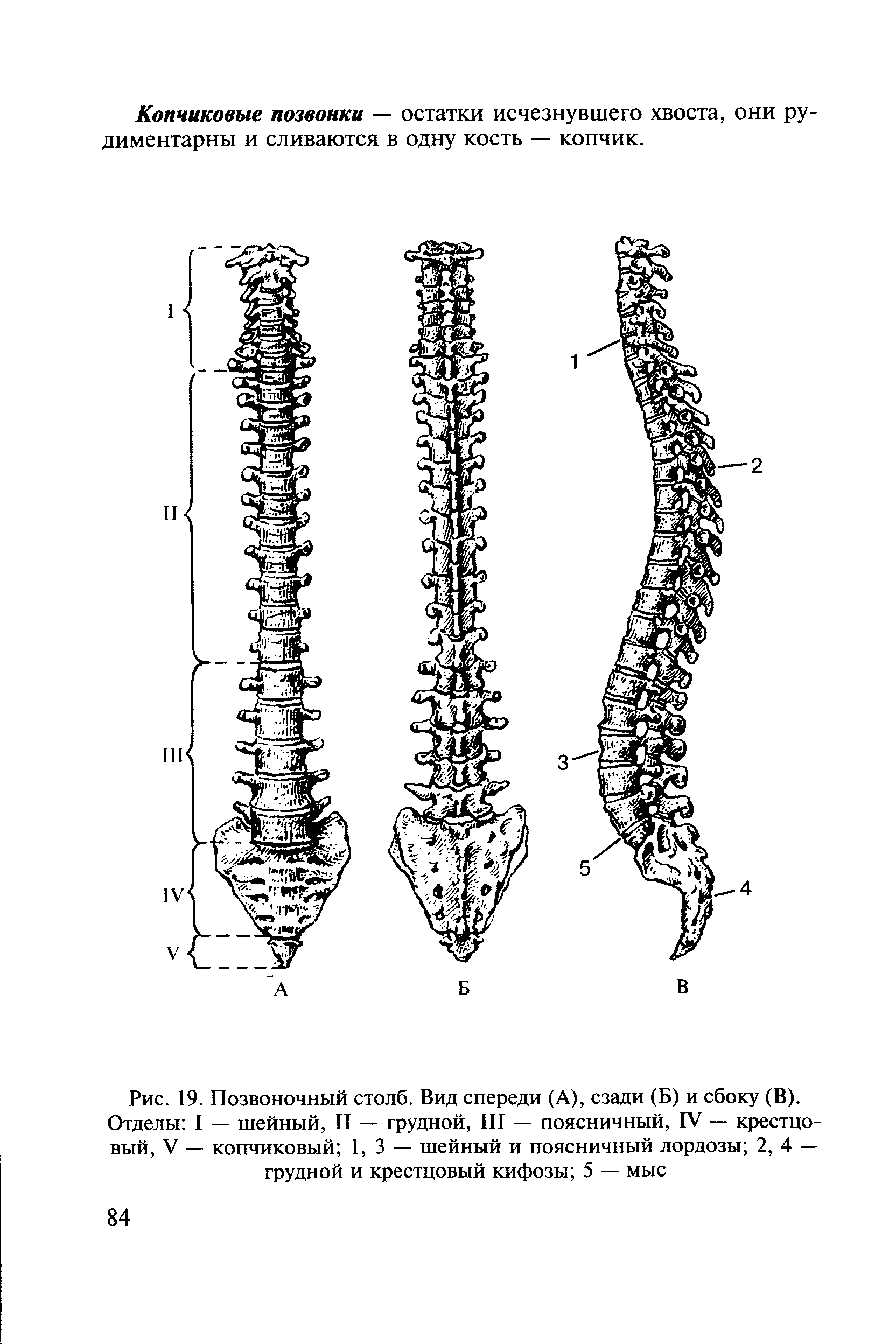 Рис. 19. Позвоночный столб. Вид спереди (А), сзади (Б) и сбоку (В). Отделы I — шейный, II — грудной, III — поясничный, IV — крестцовый, V — копчиковый 1,3— шейный и поясничный лордозы 2, 4 — грудной и крестцовый кифозы 5 — мыс...