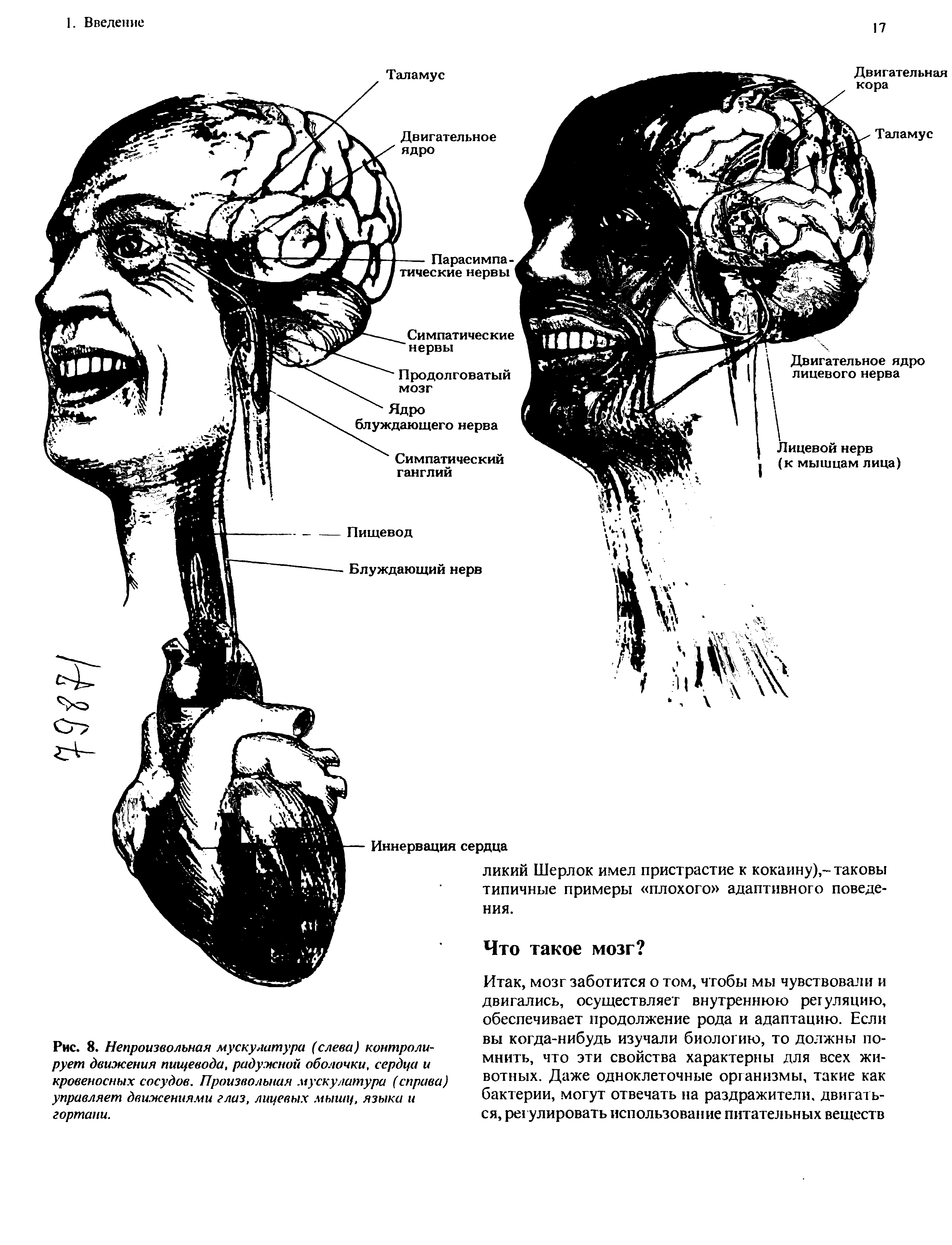 Рис. 8. Непроизвольная мускулатура (слева) контролирует движения пищевода, радужной оболочки, сердца и кровеносных сосудов. Произвольная мускулатура (справа) управляет движениями глаз, лицевых мышц, языка и гортани.