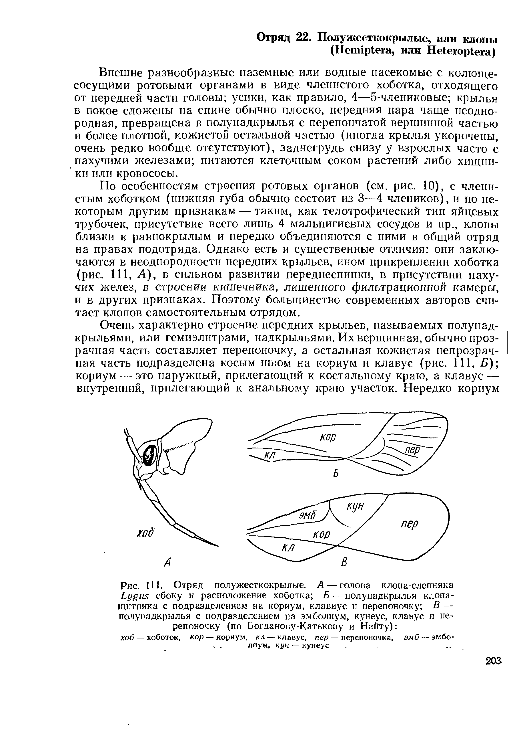 Рис. 111. Отряд полужесткокрылые. А — голова клопа-слепняка сбоку и расположение хоботка Б — полунадкрылья клопа-щитника с подразделением на кориум, клавиус и перепоночку В — полунадкрылья с подразделением на эмболиум, кунеус, клаьус и перепоночку (по Богданову-Катькову и Нанту) ...