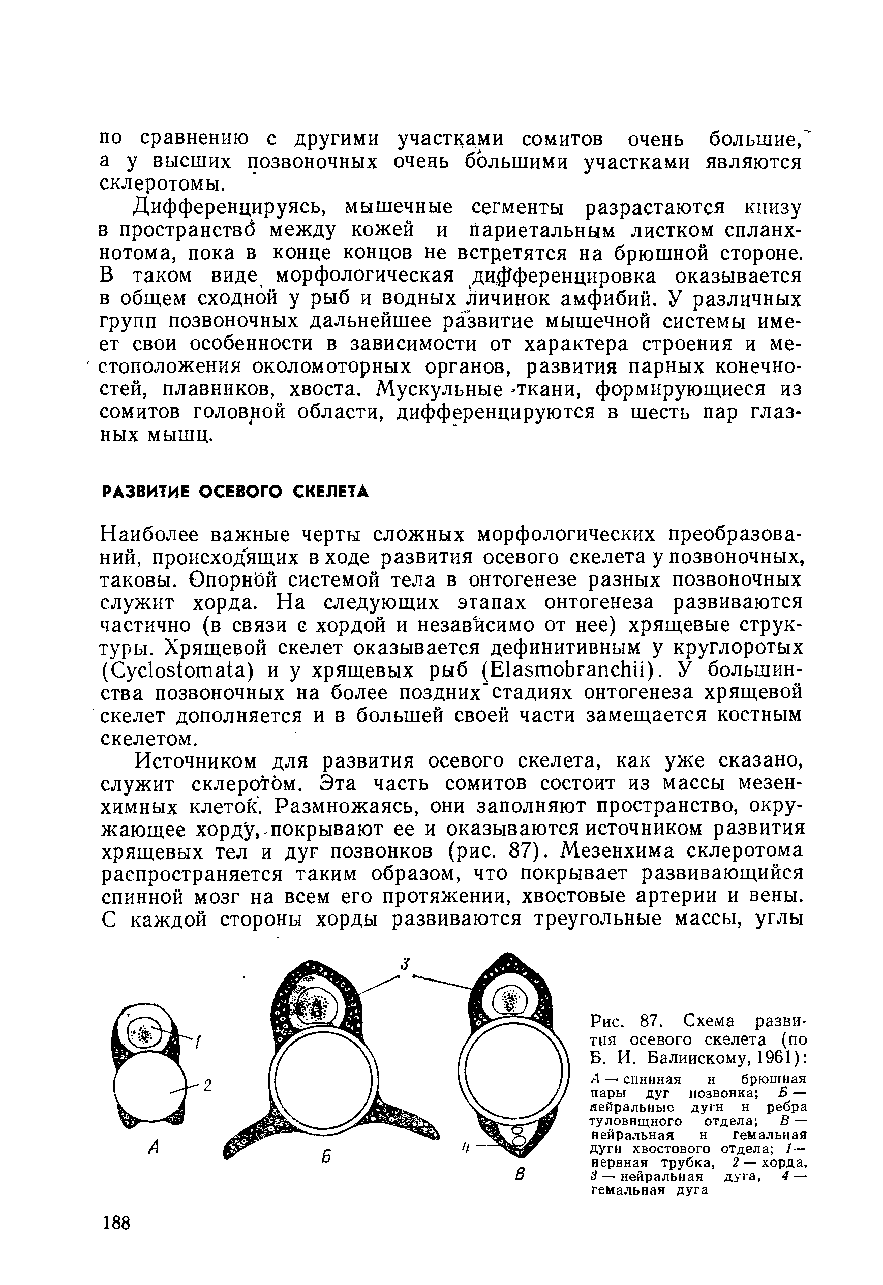 Рис. 87. Схема развития осевого скелета (по Б. И. Балийскому, 1961) Д — спинная н брюшная пары дуг позвонка Б — дейральные дуги н ребра туловищного отдела В — нейральная н гемальная дуги хвостового отдела /— нервная трубка, 2 — хорда, 3 — нейральная дуга, 4 — гемальная дуга...