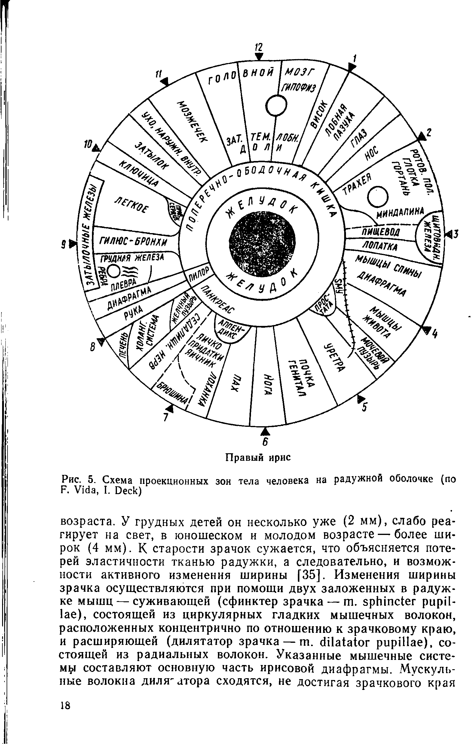 Рис. 5. Схема проекционных зон тела человека на радужной оболочке (по F. V , I. D )...