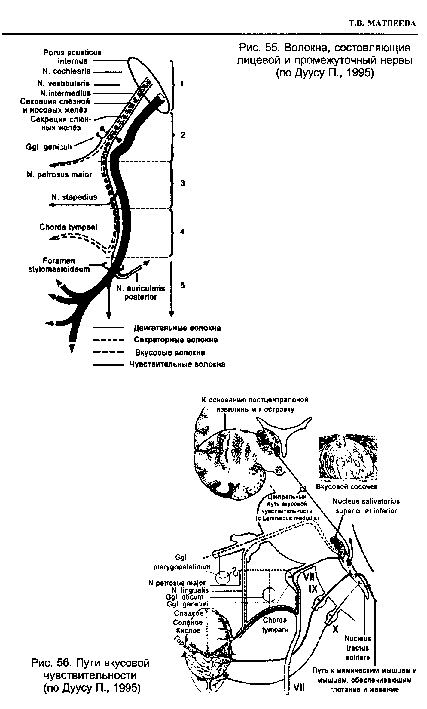 Рис. 55. Волокна, составляющие лицевой и промежуточный нервы (по Дуусу П., 1995)...