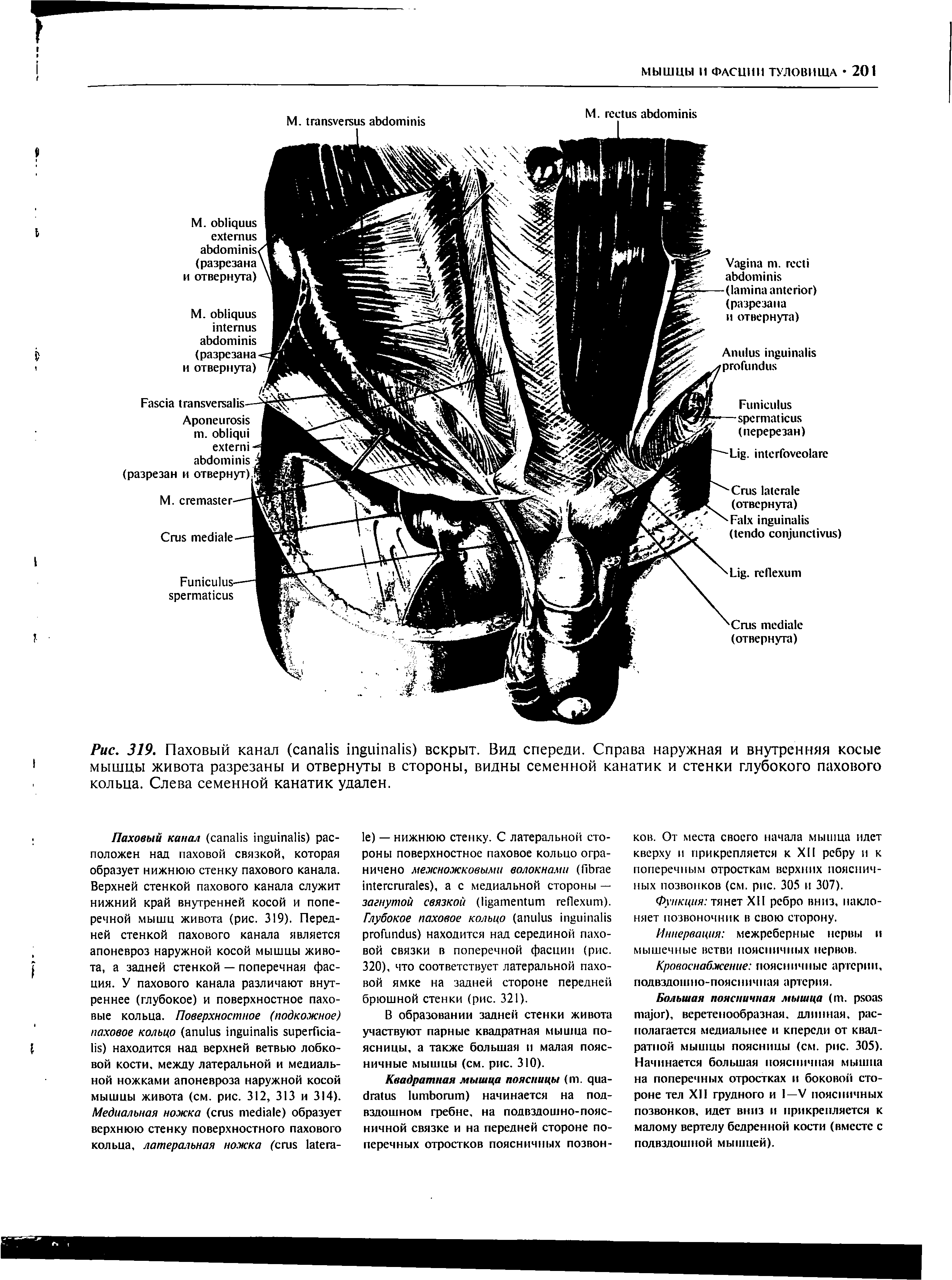 Рис. 319. Паховый канал (сапаНБ пёьйхтаИз) вскрыт. Вид спереди. Справа наружная и внутренняя косые мышцы живота разрезаны и отвернуты в стороны, видны семенной канатик и стенки глубокого пахового кольца. Слева семенной канатик удален.