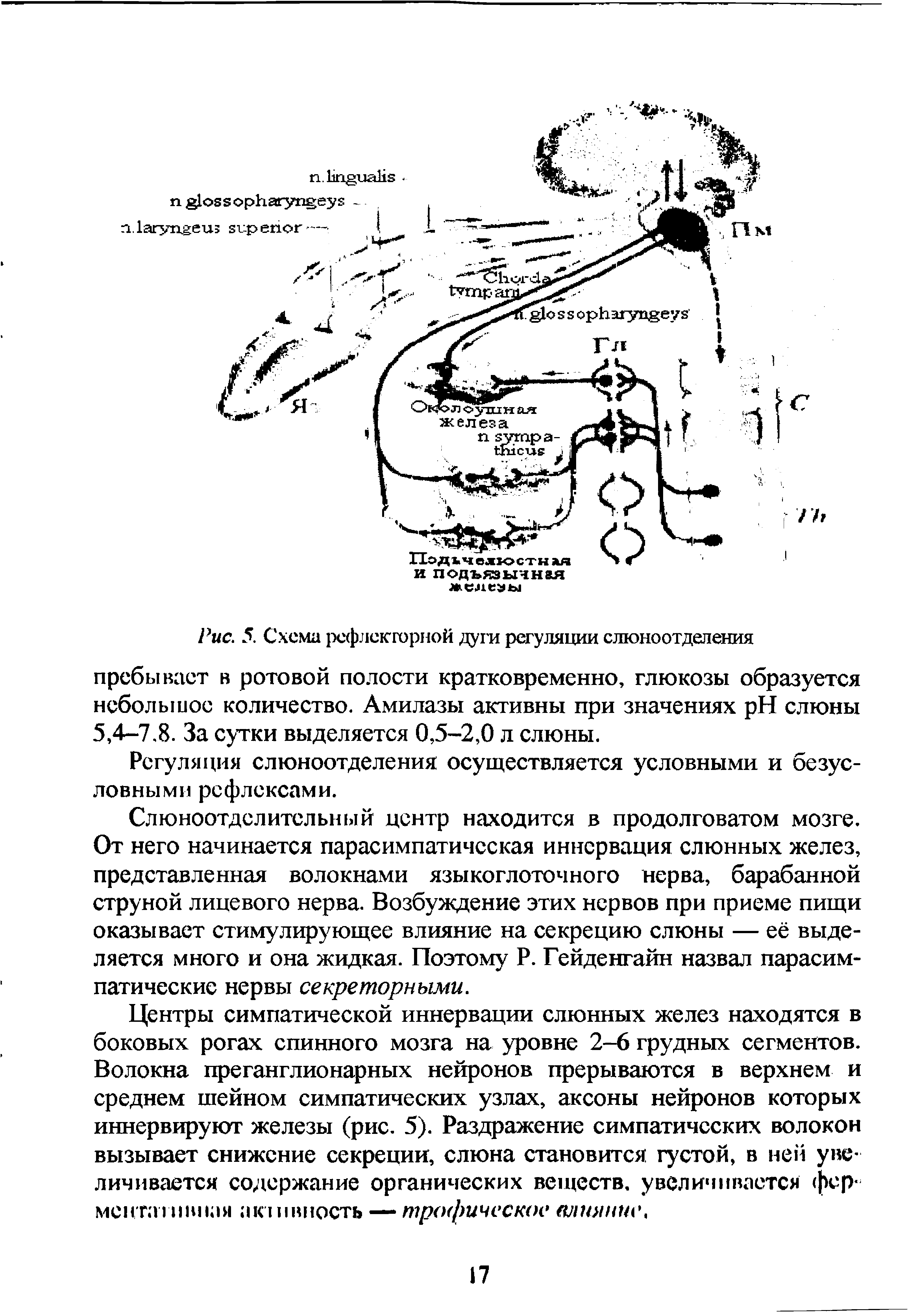 Рис. 5. Схема рефлекторной дуги регуляции слюноотделения пребывает в ротовой полости кратковременно, глюкозы образуется небольшое количество. Амилазы активны при значениях H слюны 5,4-7.8. За сутки выделяется 0,5-2,0 л слюны.