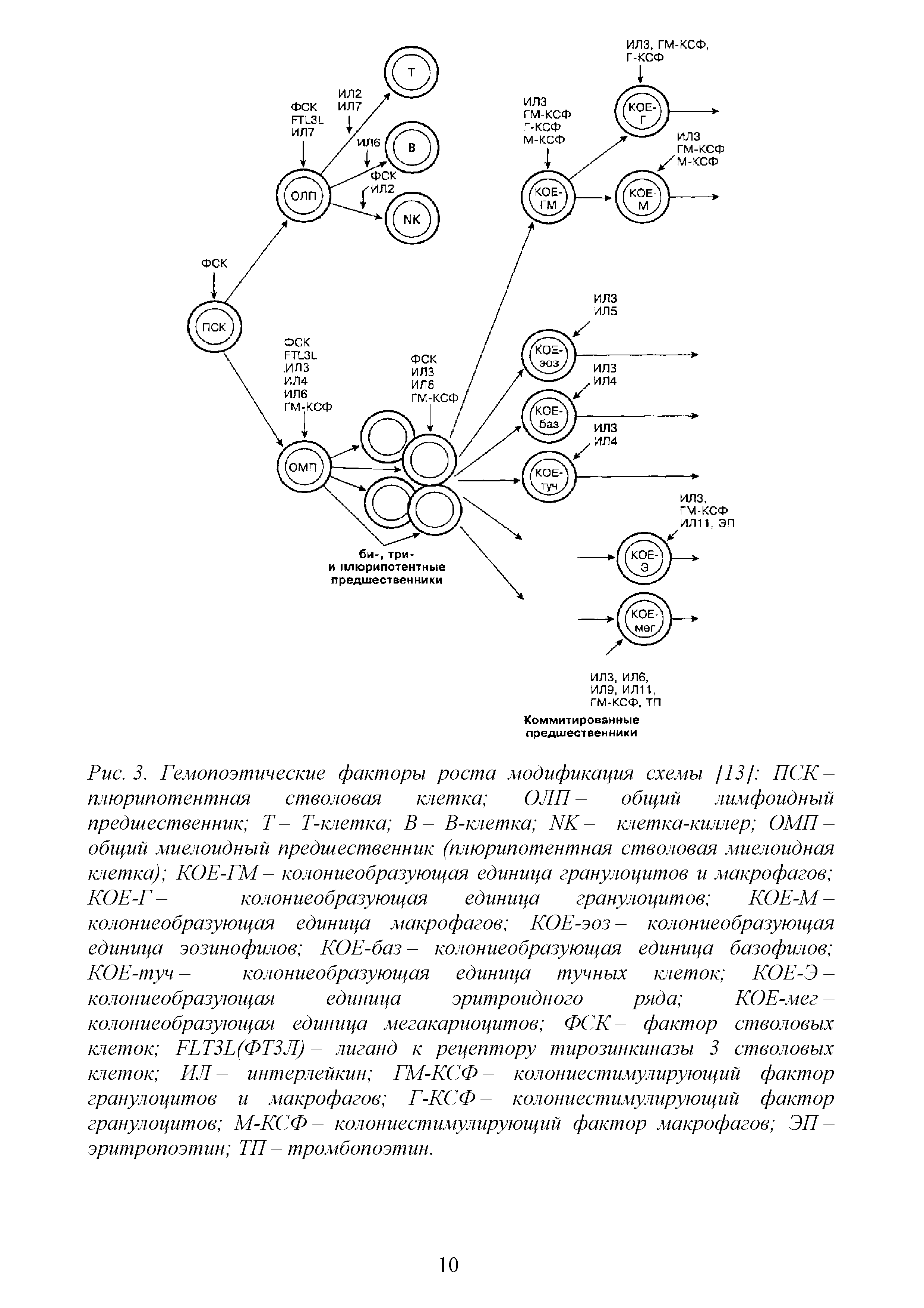 Рис. 3. Гемопоэтические факторы роста модификация схемы [13] ПСК-плюрипотентная стволовая клетка ОЛП общий лимфоидный предшественник Т- Т-клетка В В-клетка NK- клетка-киллер ОМП -общий миелоидный предшественник (плюрипотентная стволовая миелоидная клетка) КОЕ-ГМ- колониеобразующая единица гранулоцитов и макрофагов КОЕ-Г колониеобразующая единица гранулоцитов КОЕ-М-...