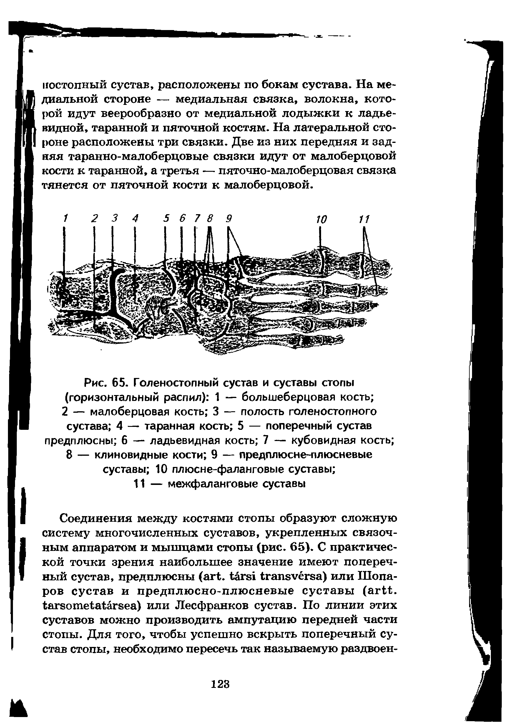 Рис. 65. Голеностопный сустав и суставы стопы (горизонтальный распил) 1 — большеберцовая кость 2 — малоберцовая кость 3 — полость голеностопного сустава 4 — таранная кость 5 — поперечный сустав предплюсны 6 — ладьевидная кость 7 — кубовидная кость ...