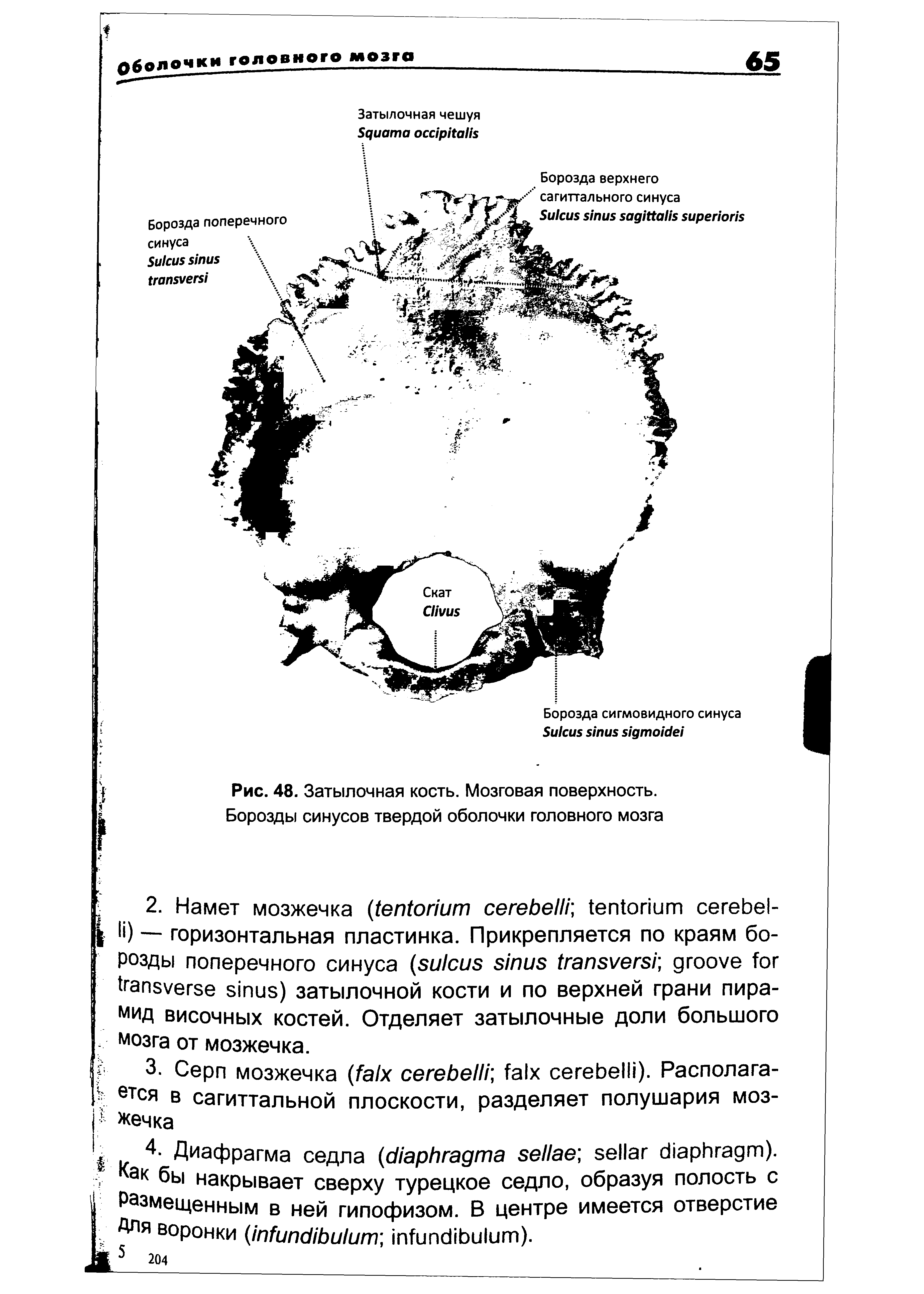 Рис. 48. Затылочная кость. Мозговая поверхность. Борозды синусов твердой оболочки головного мозга...