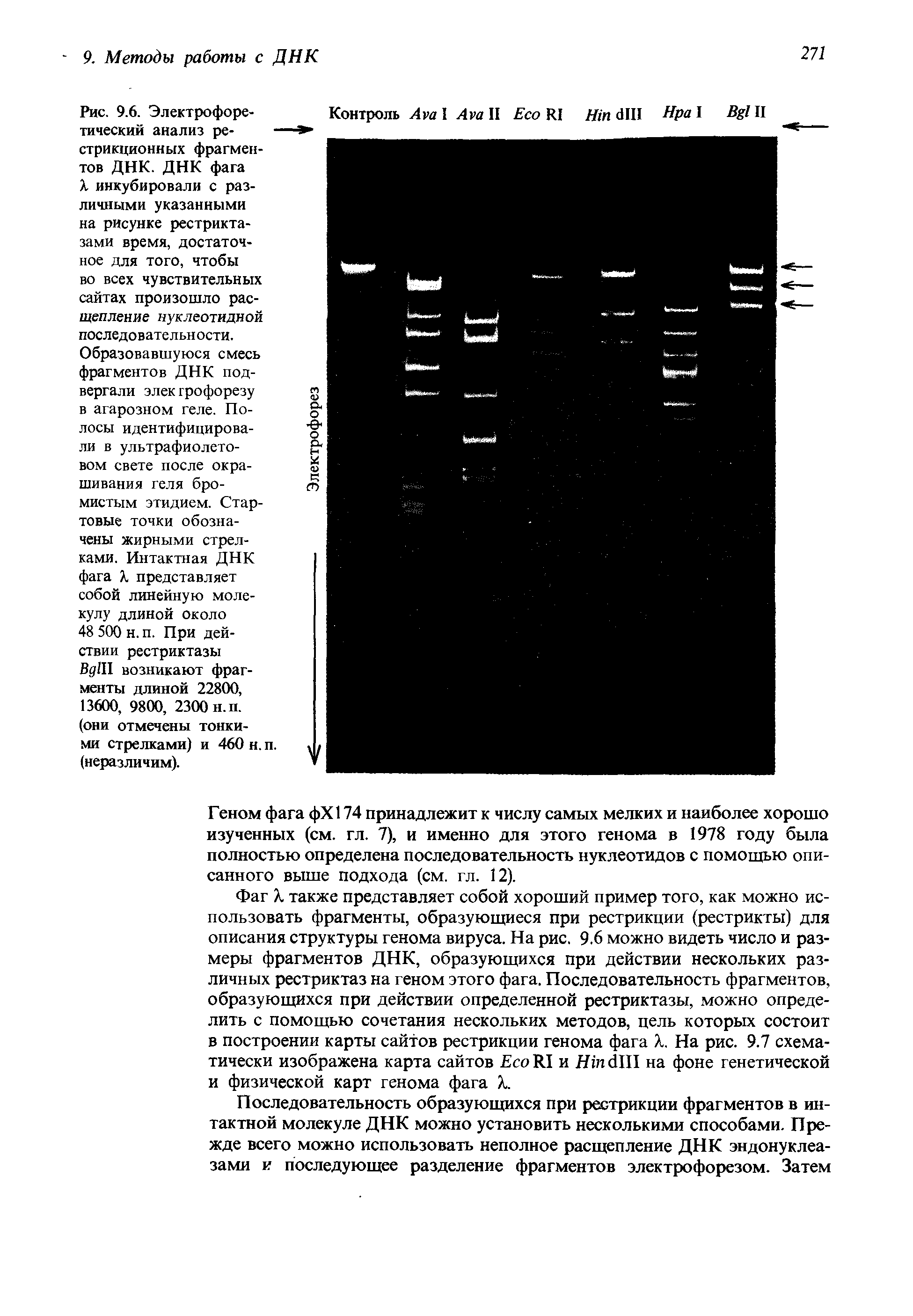 Рис. 9.6. Электрофоретический анализ рестрикционных фрагментов ДНК. ДНК фага X инкубировали с различными указанными на рисунке рестрикта-зами время, достаточное для того, чтобы...