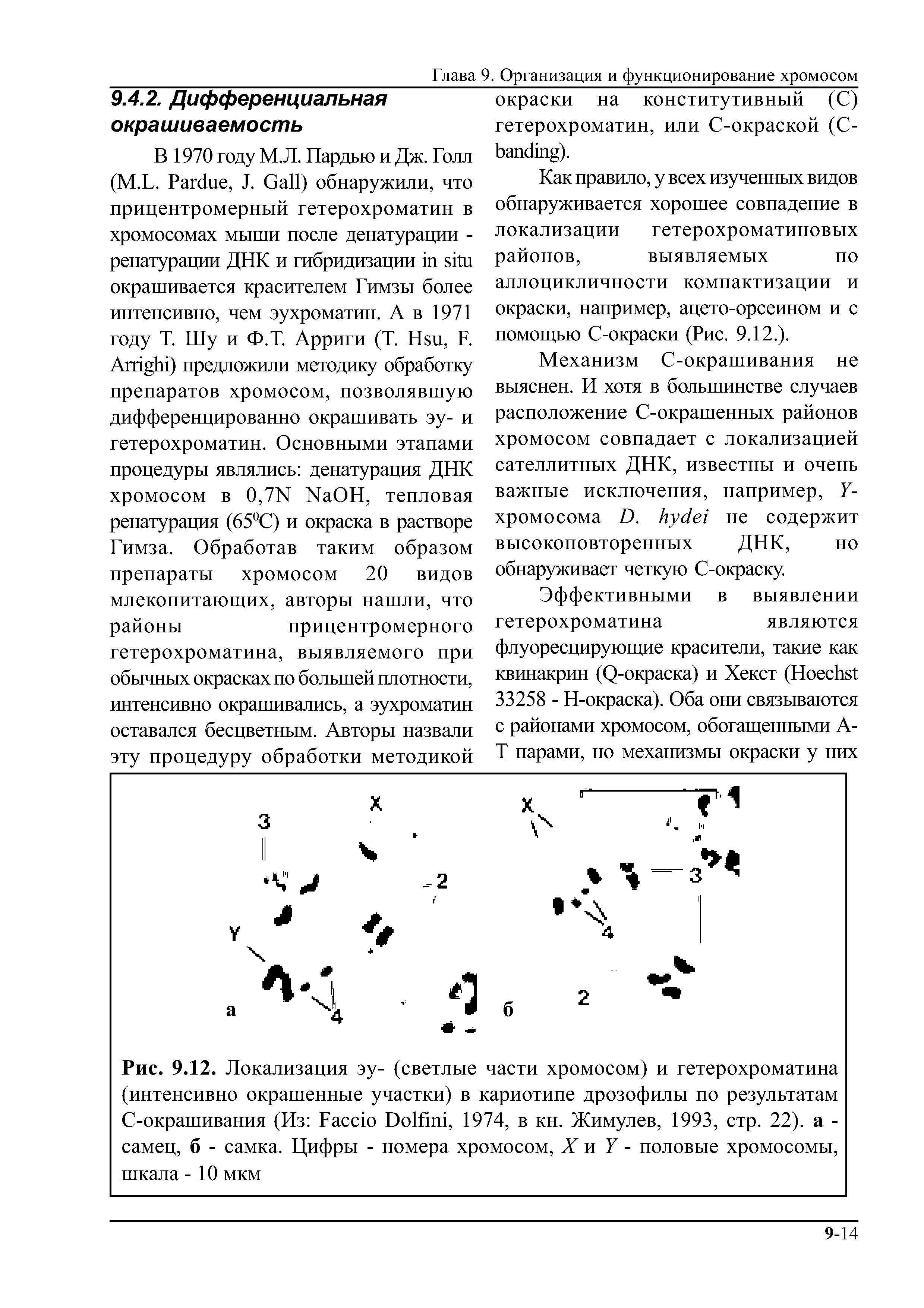 Рис. 9.12. Локализация эу- (светлые части хромосом) и гетерохроматина (интенсивно окрашенные участки) в кариотипе дрозофилы по результатам С-окрашивания (Из Гассю ОоШш, 1974, в кн. Жимулев, 1993, стр. 22). а -самец, б - самка. Цифры - номера хромосом, X и У - половые хромосомы, шкала - 10 мкм...